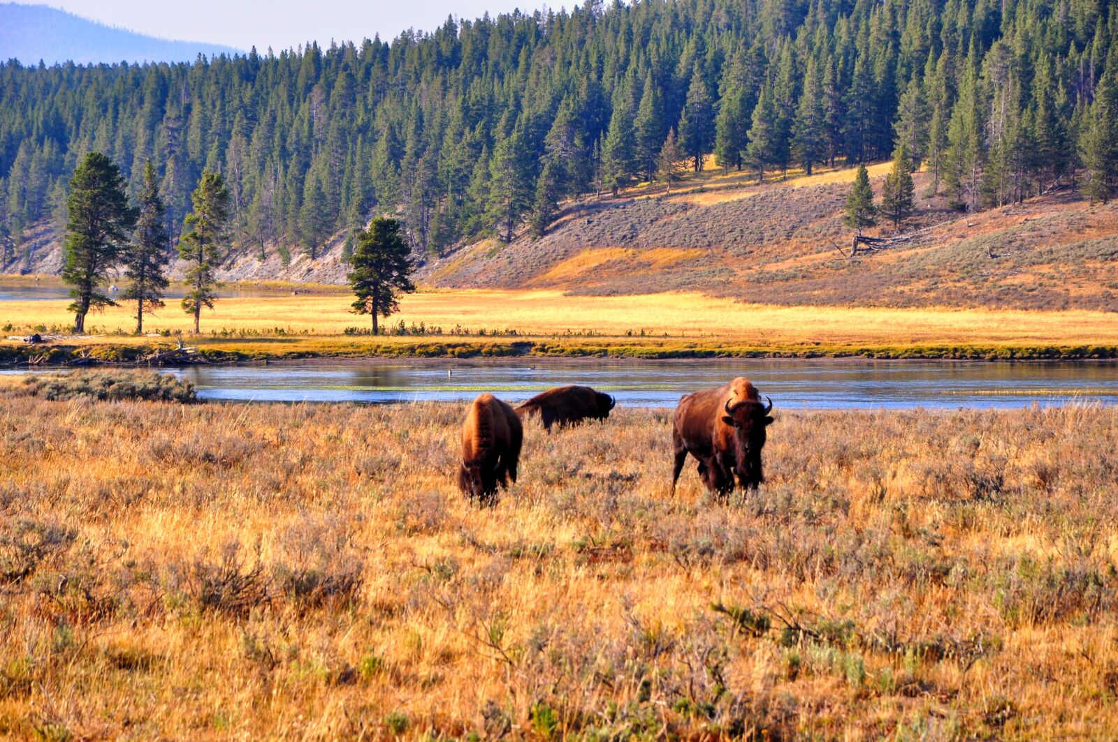 Nikon D5000 sample photo. Bison, wyoming, yellowstone photography