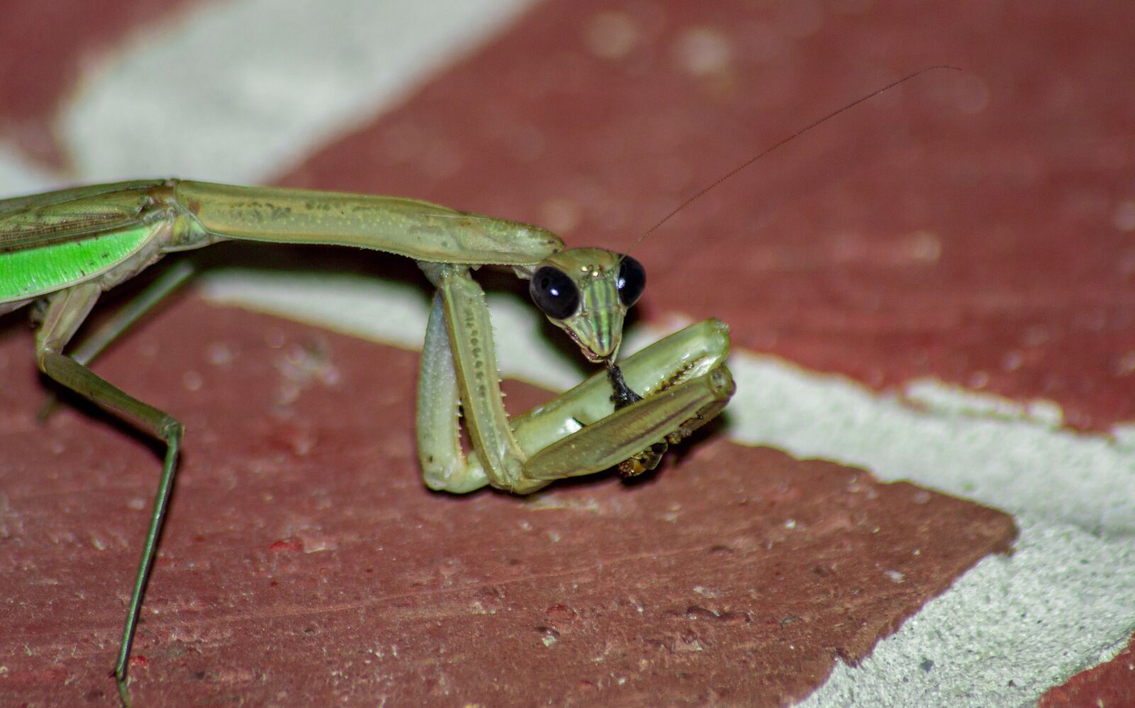 Nikon D3100 sample photo. Mantis, bug, brick photography