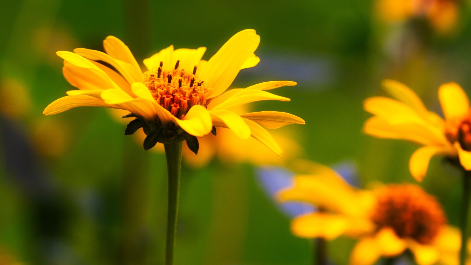 Canon EOS 200D (EOS Rebel SL2 / EOS Kiss X9) sample photo. Summer flower, flower, bright photography