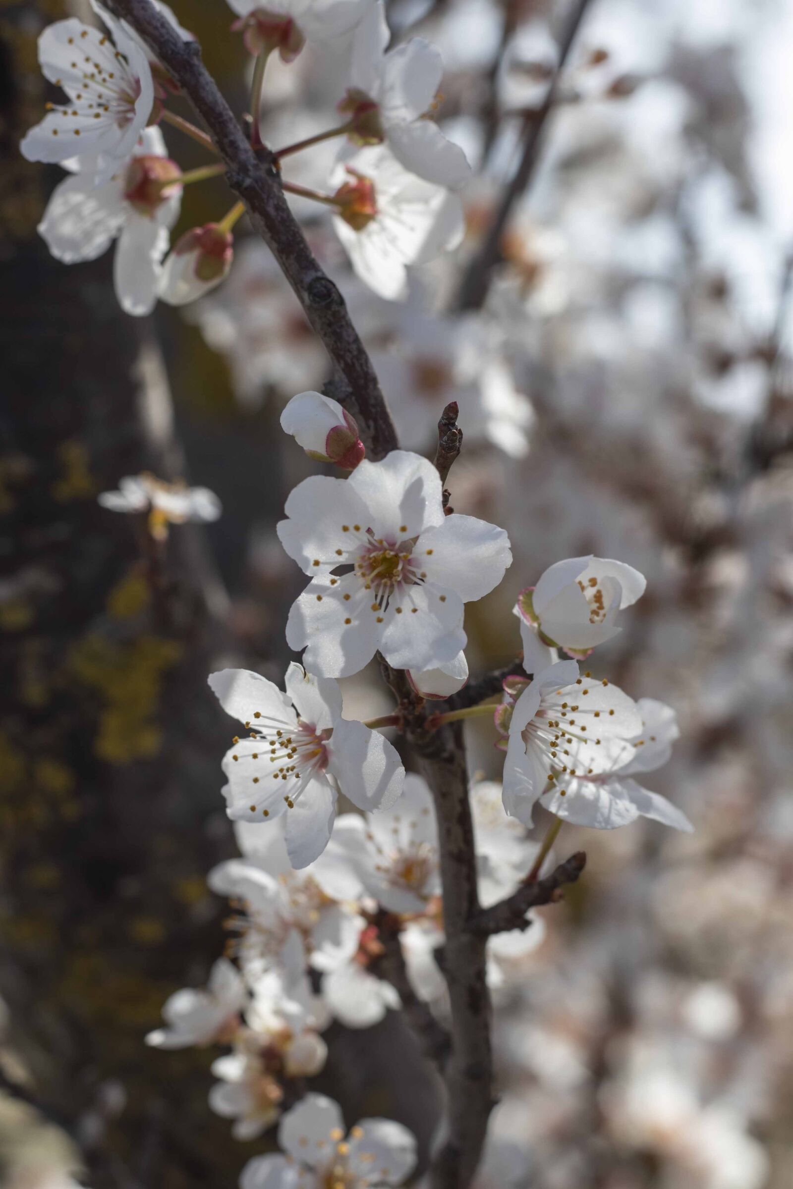 Canon EF 50mm F1.8 STM sample photo. Flowers, spring, flower photography
