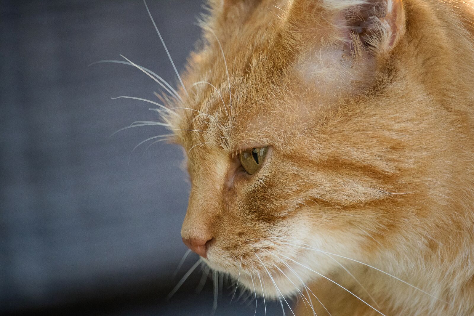 Canon EF-S 55-250mm F4-5.6 IS STM sample photo. Cat, domestic cat, mammal photography