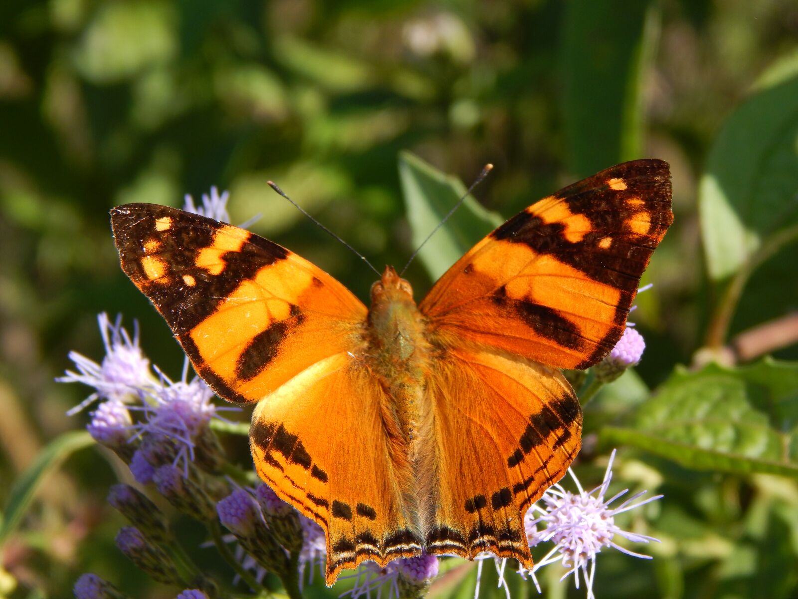 Nikon Coolpix L820 sample photo. Butterfly, lepidoptera, insect photography