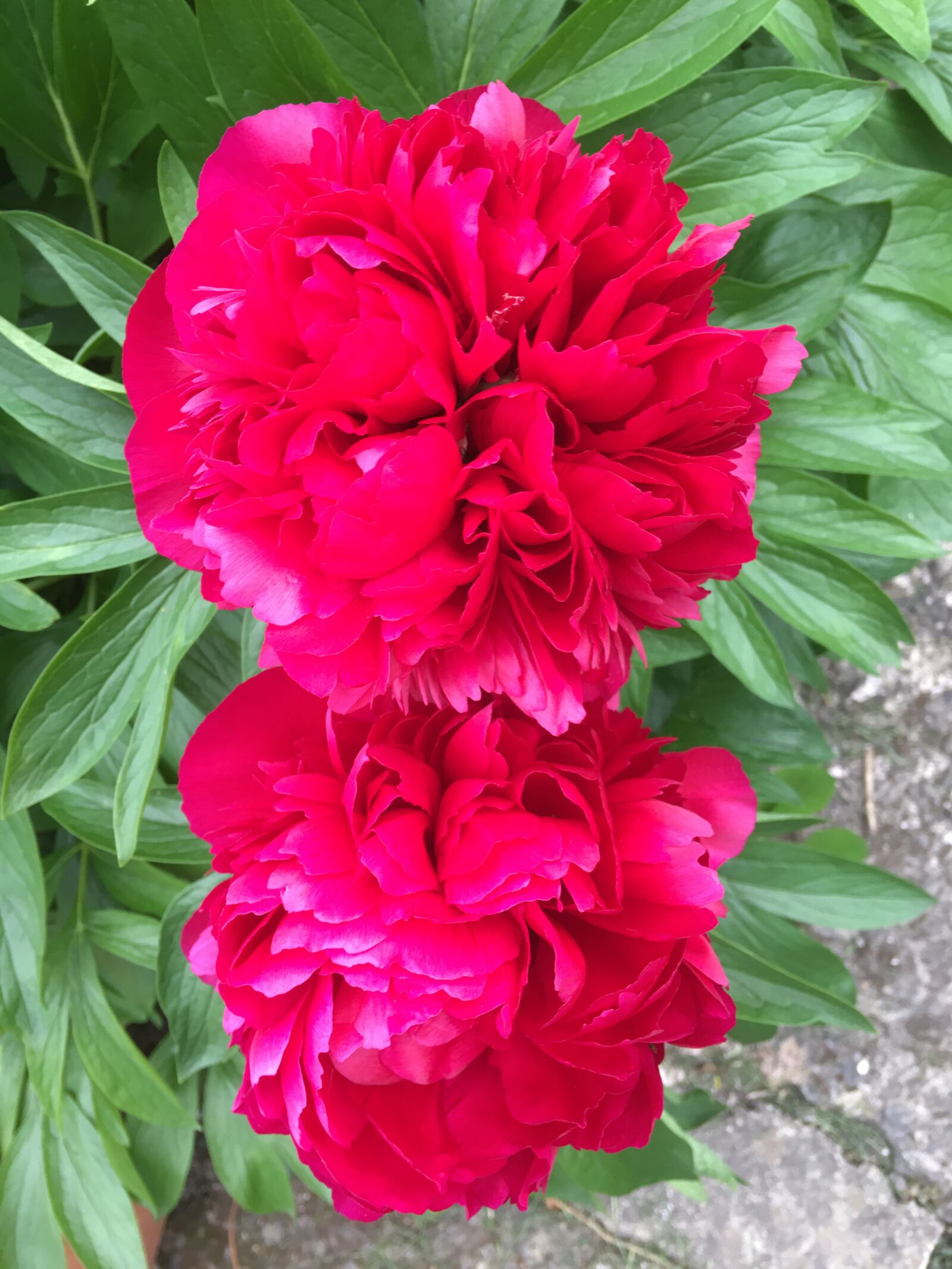 iPhone 6s Plus back camera 4.15mm f/2.2 sample photo. Penarth, peonies, flowers photography