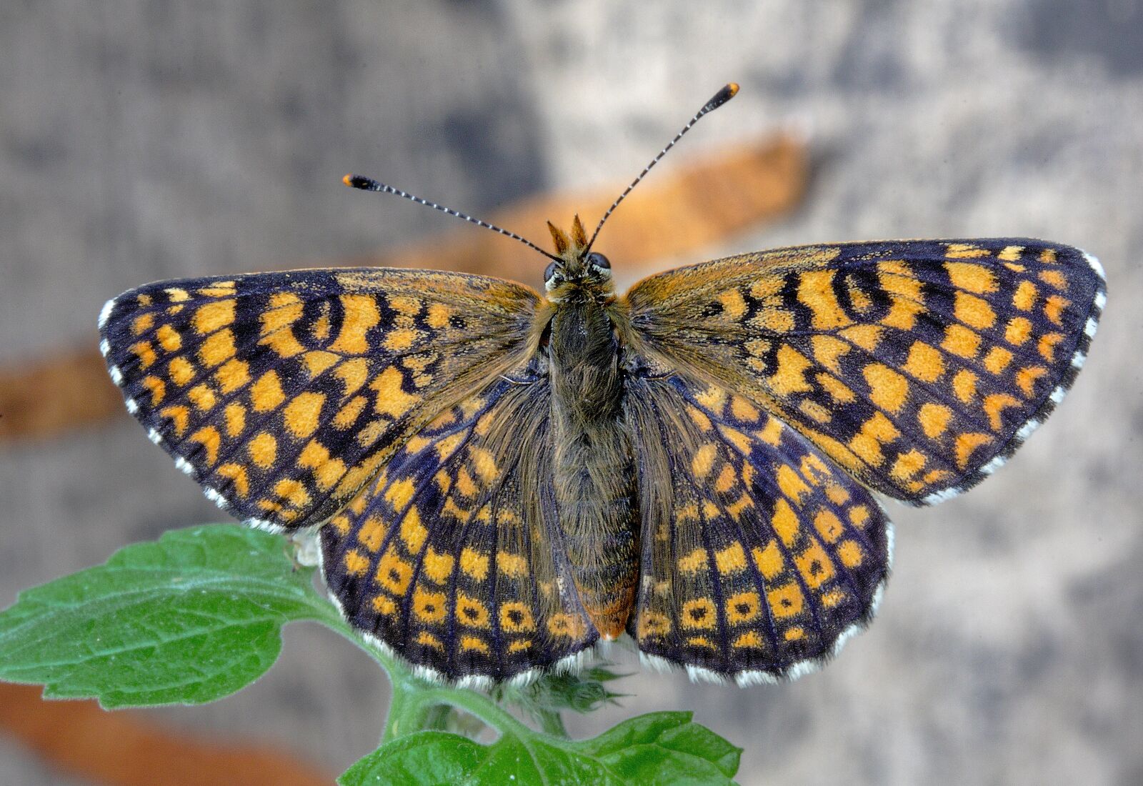 Canon EOS 400D (EOS Digital Rebel XTi / EOS Kiss Digital X) sample photo. Butterfly, glanville-fritillary, wings photography