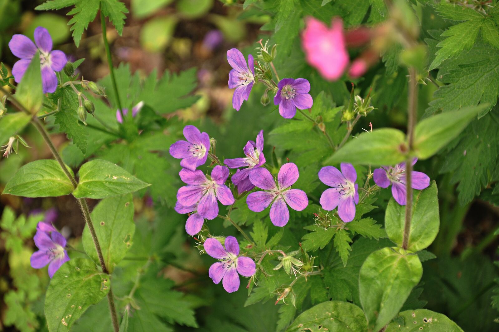 Nikon D90 sample photo. Bloody geranium, geranium sanguineum photography