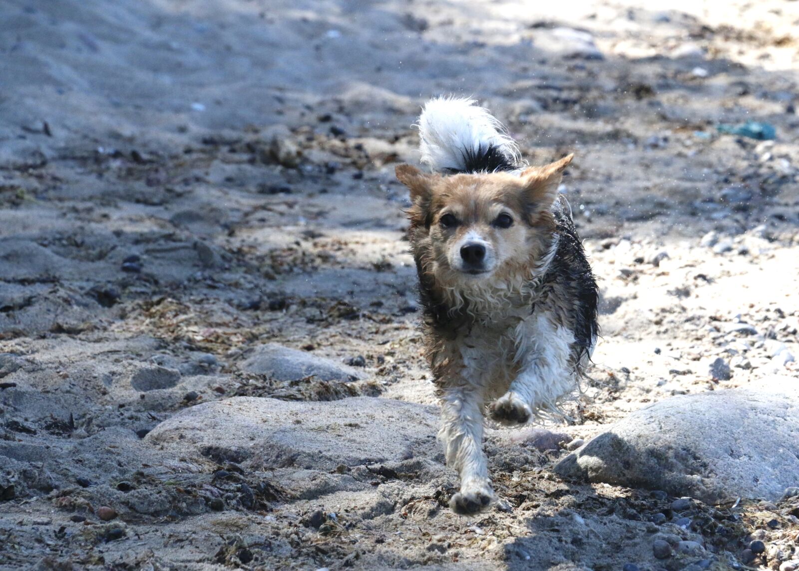 Canon EOS 70D sample photo. Dog, running, pet photography
