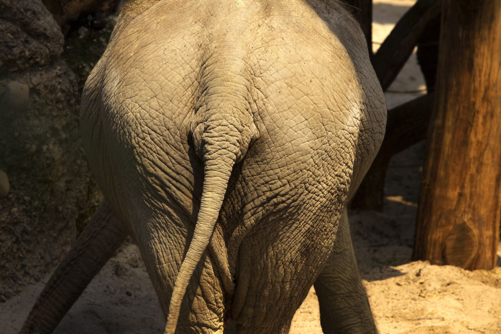 Canon EOS 7D + Canon EF 70-200mm F2.8L USM sample photo. Elephant, bye, on-again-see photography