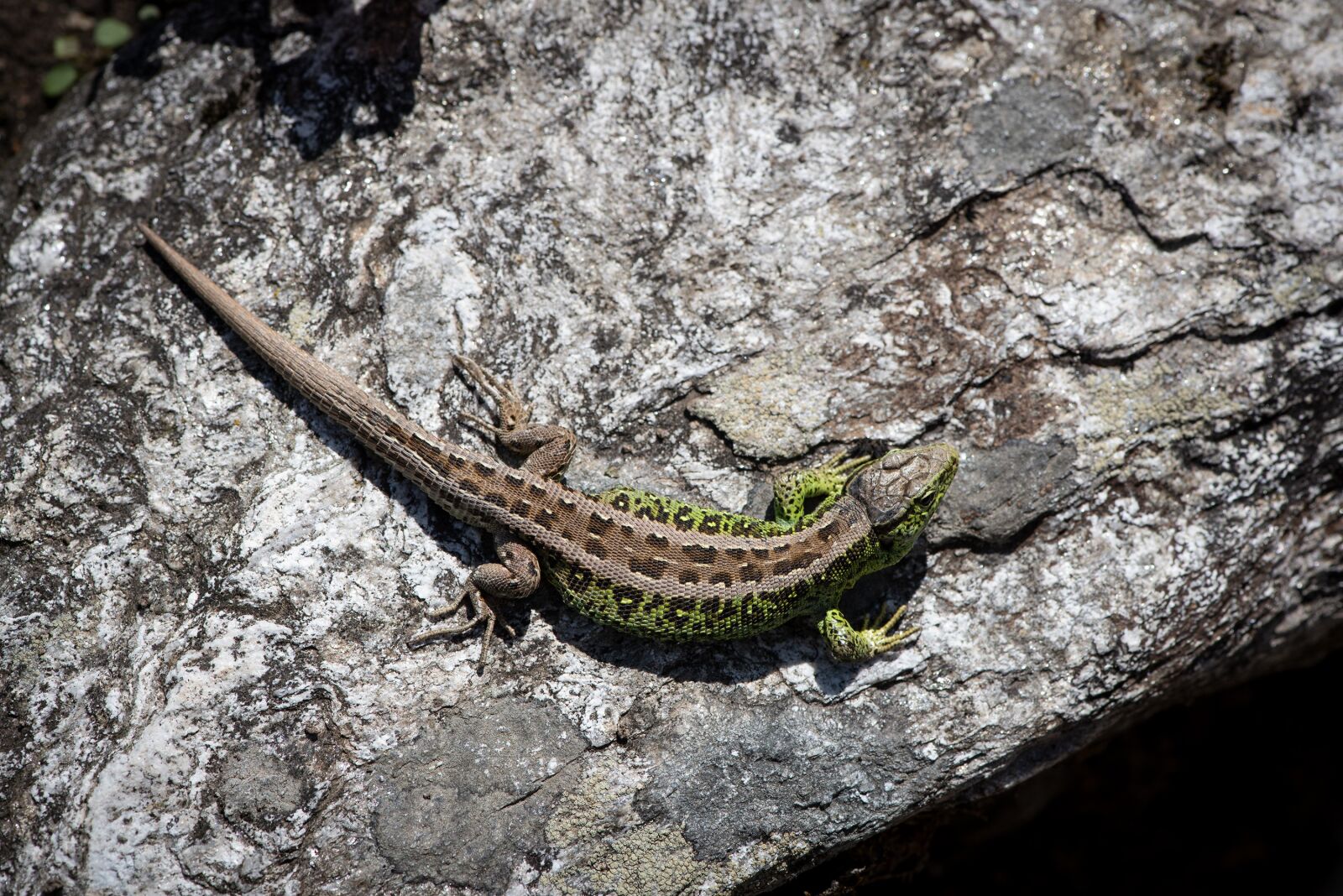 Nikon D750 sample photo. Lizard, animal, stone photography