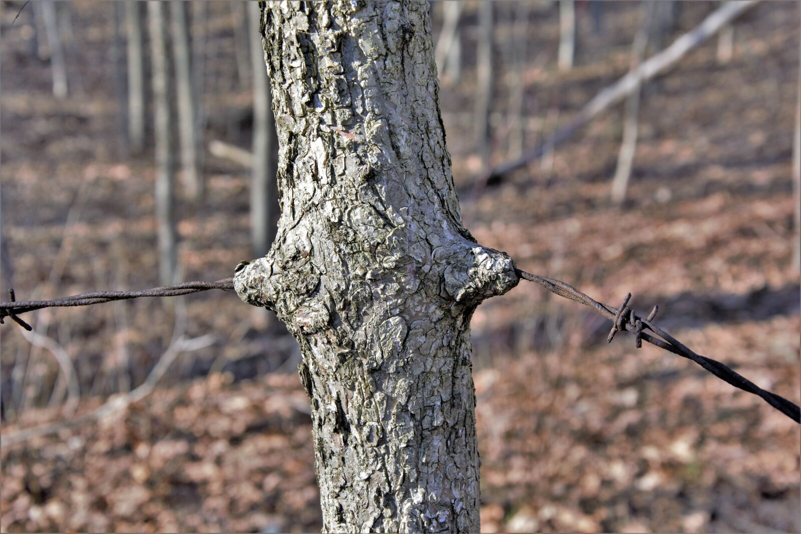 Nikon D7100 sample photo. Tree, growing, around photography