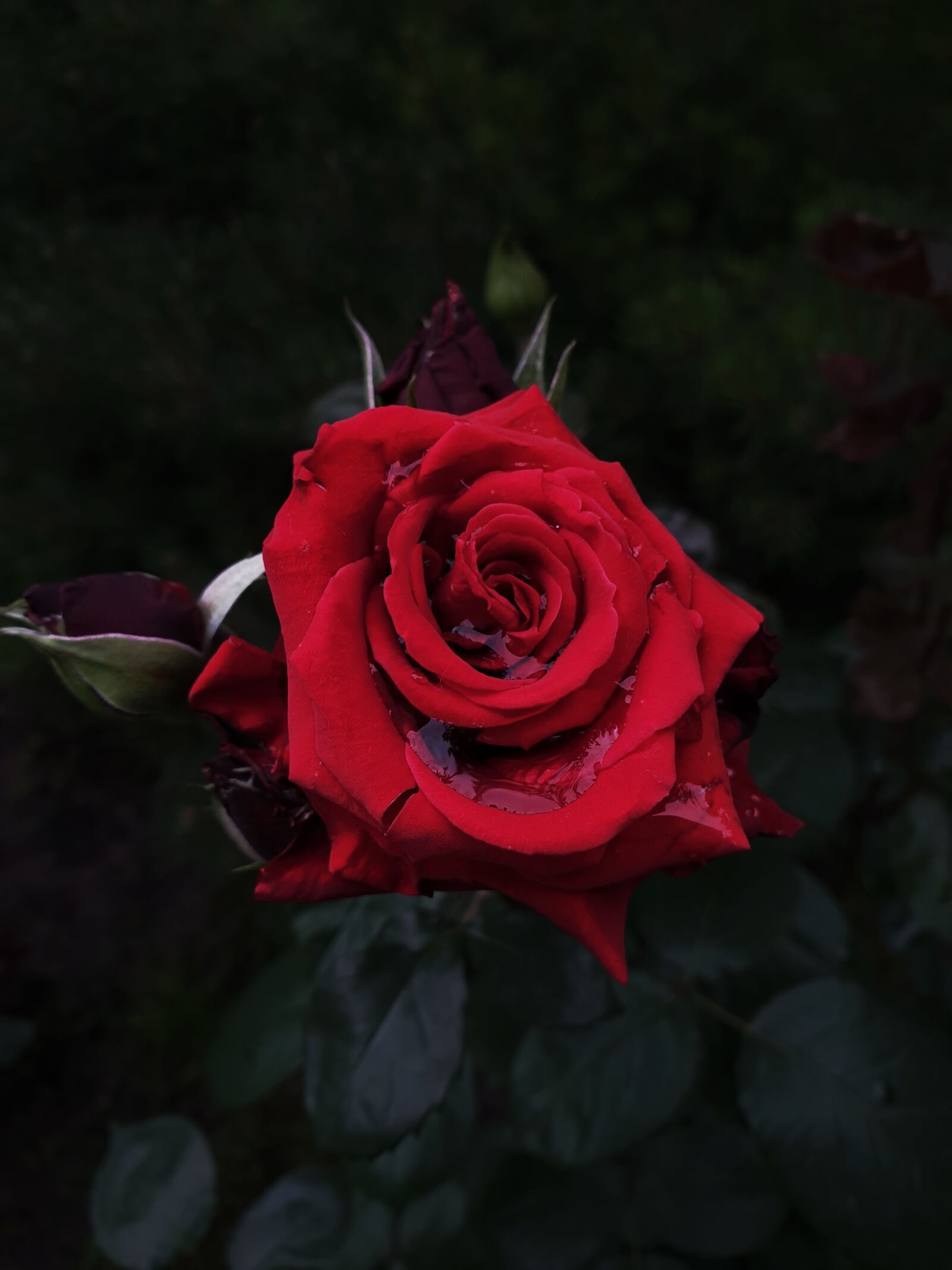 Samsung Galaxy Note9 sample photo. Rose, garden, red flower photography