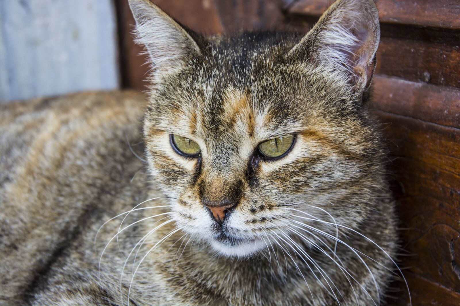 Nikon D5200 sample photo. Cat, cute, kitty photography