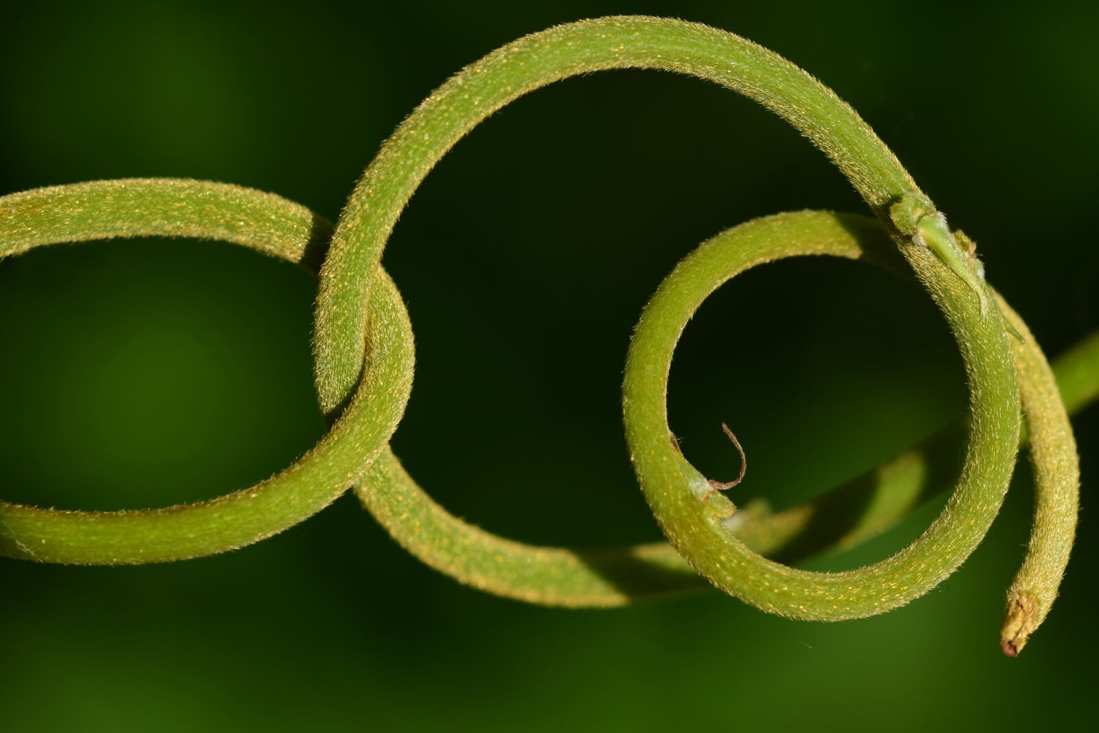 Nikon D3300 sample photo. Spiral, kringel, district photography