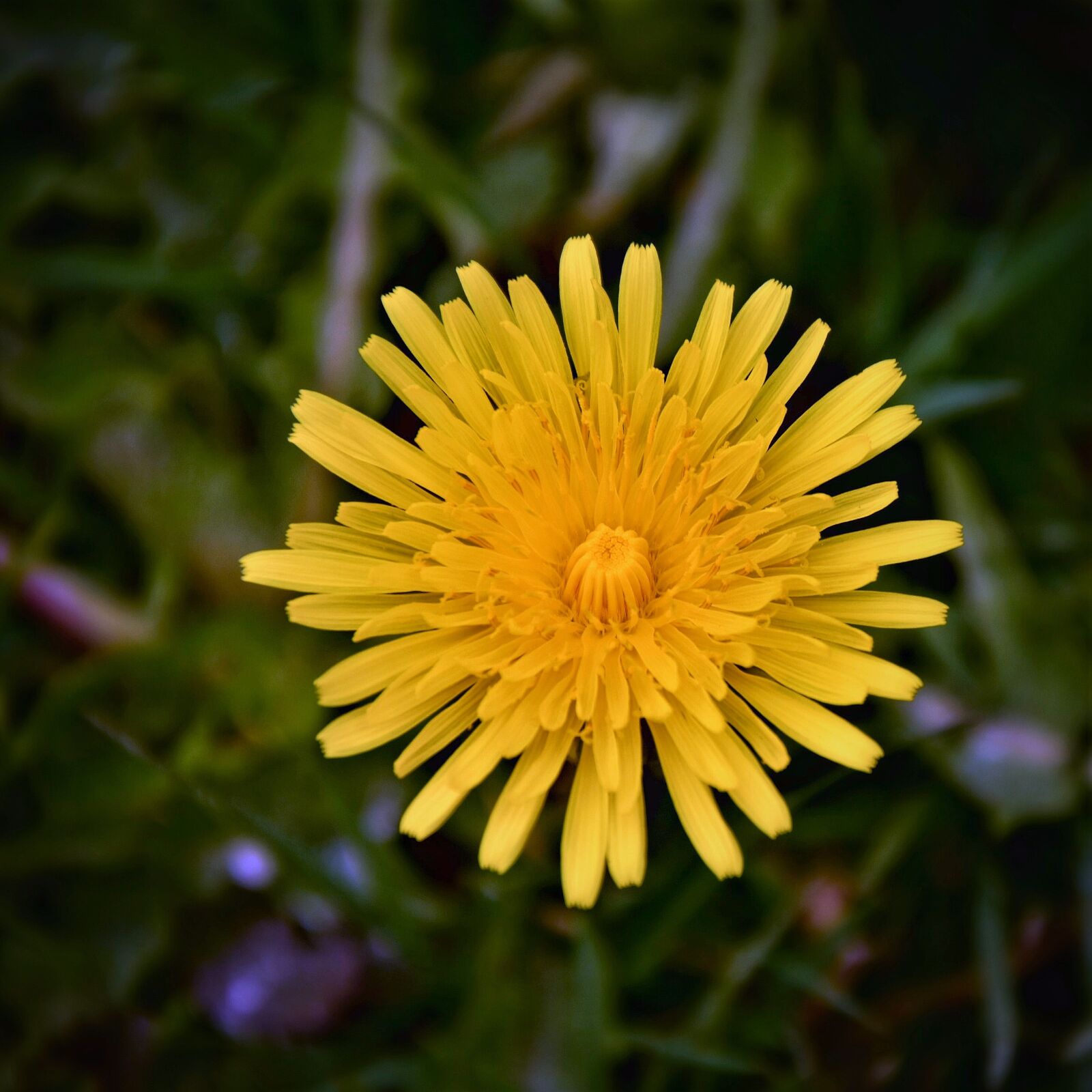 Nikon D7200 sample photo. Dandelion, flower, spring photography