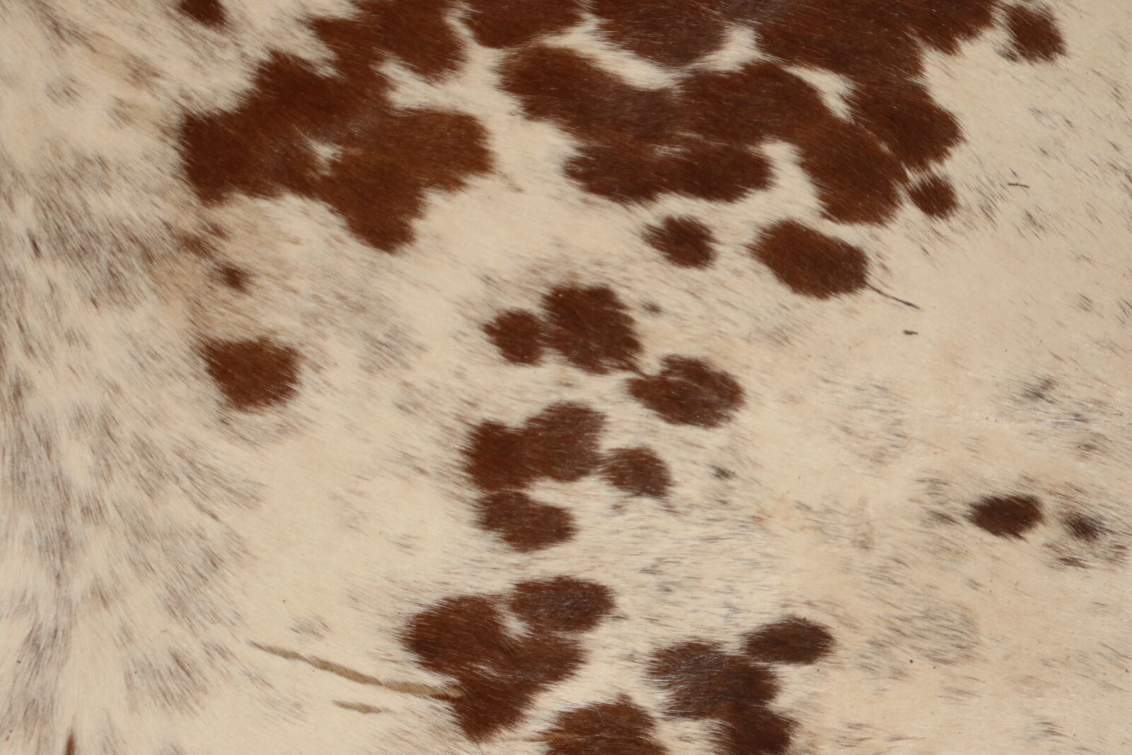 Canon EOS 7D Mark II sample photo. Brown, cow, dots, fur photography
