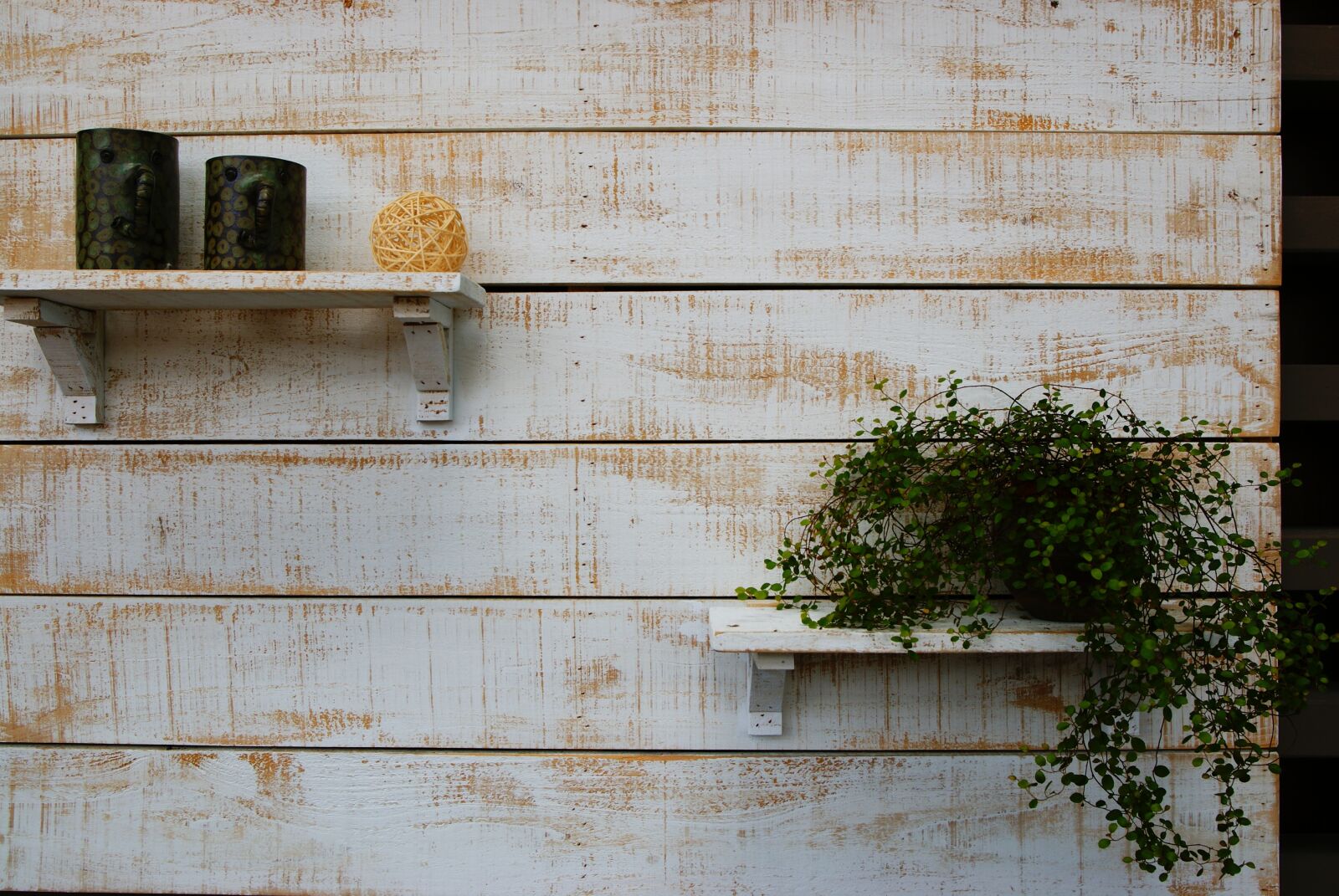 Sony Alpha DSLR-A300 sample photo. Still life, potted plants photography