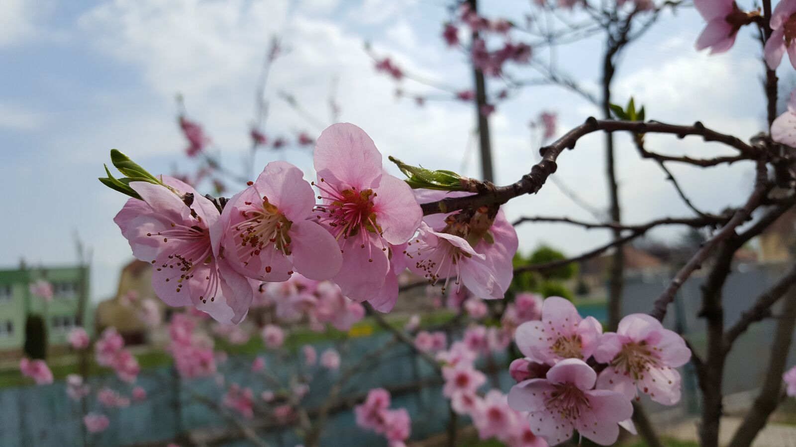 Samsung GALAXY S6 edge sample photo. Spring, ovocny tree, flowers photography