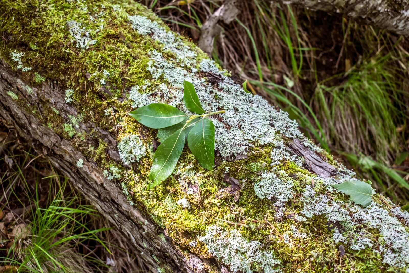Nikon D3300 sample photo. Moss, nature, wood photography