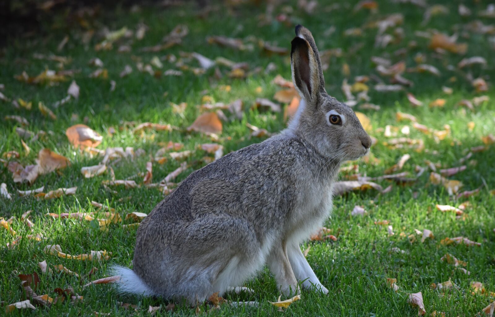 Nikon D5500 sample photo. Peter rabbit, bunny, rabbit photography
