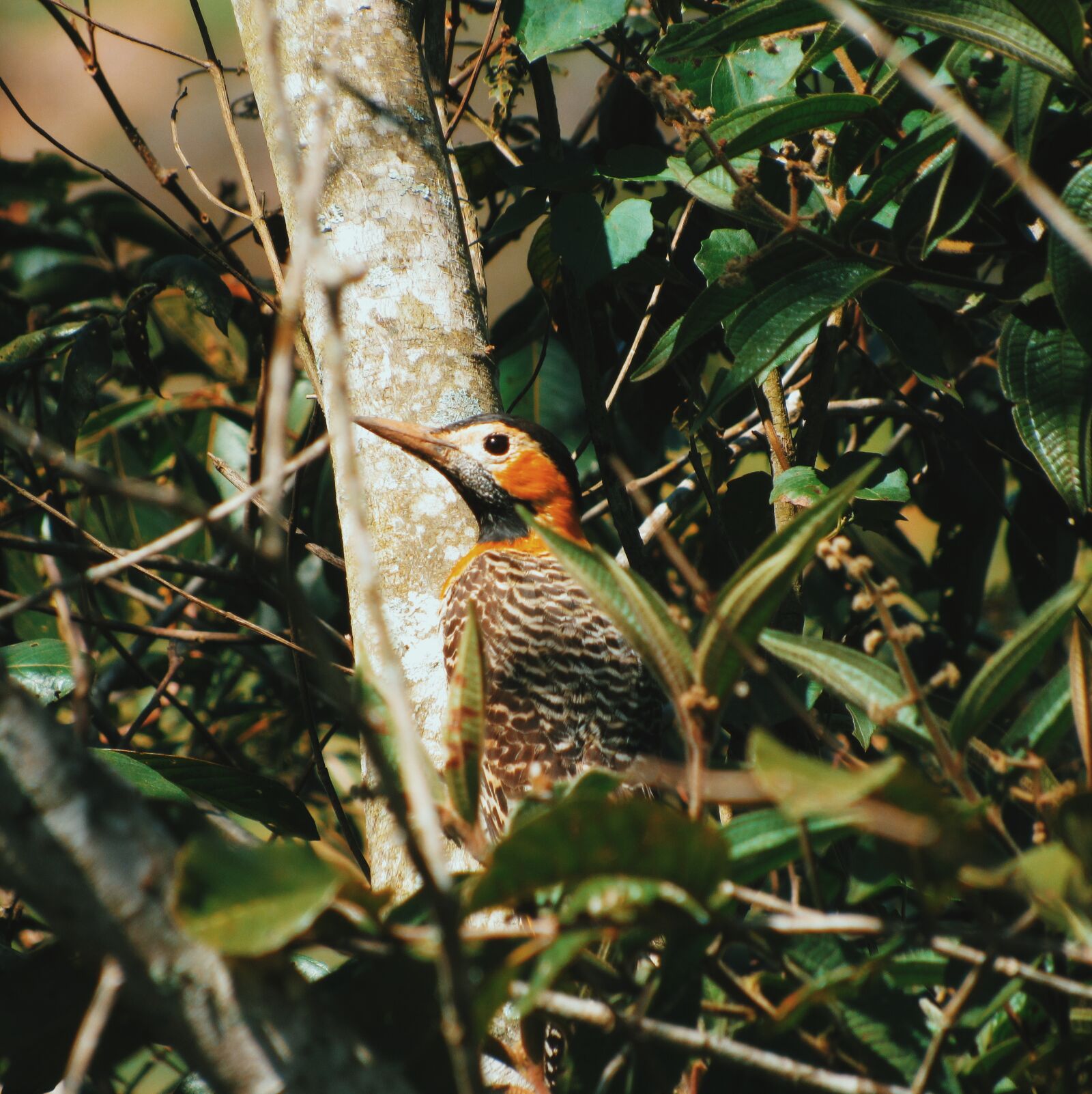 Canon PowerShot SX520 HS sample photo. Woodpecker, bird, nature photography