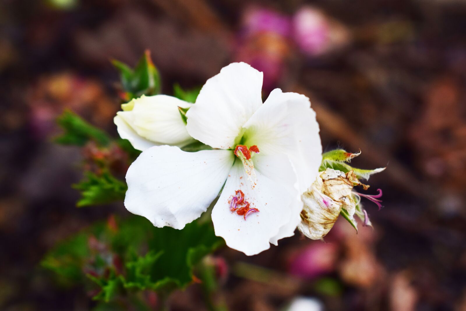 Nikon D5300 sample photo. Flower, plant, nature photography