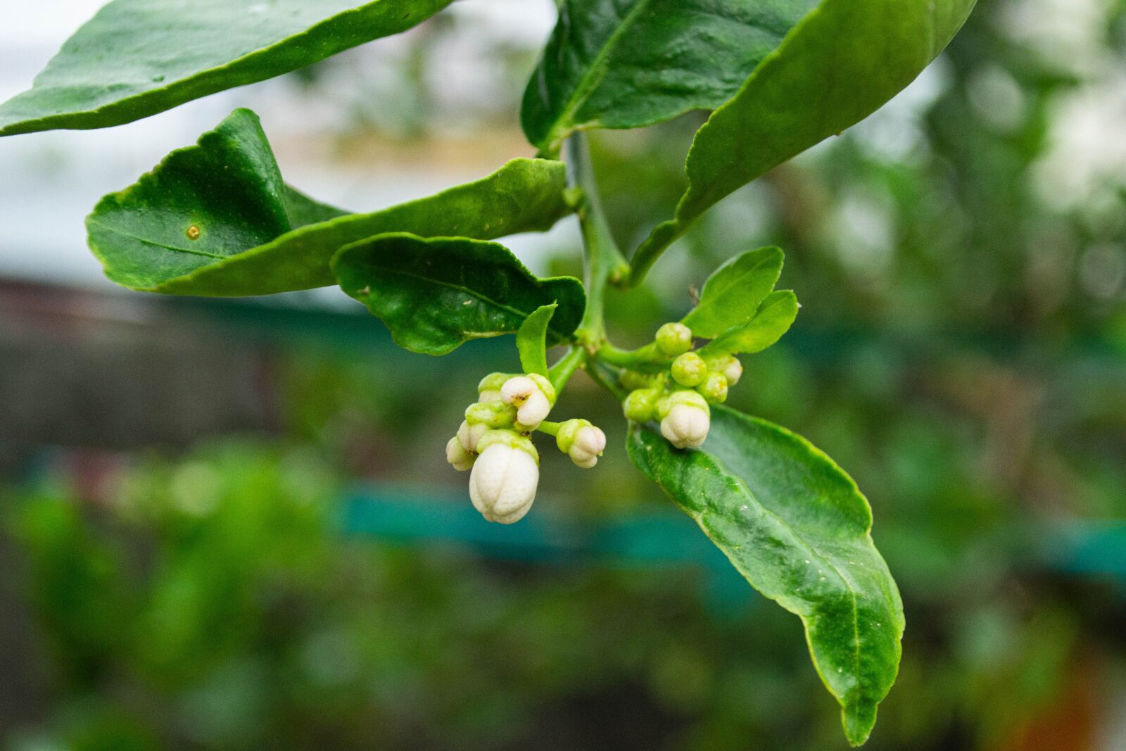 Nikon D3100 sample photo. Plants, garden plant, garden photography