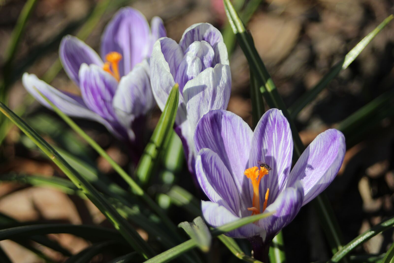 Canon EF 28-80mm f/3.5-5.6 sample photo. Nature, flower, plant photography