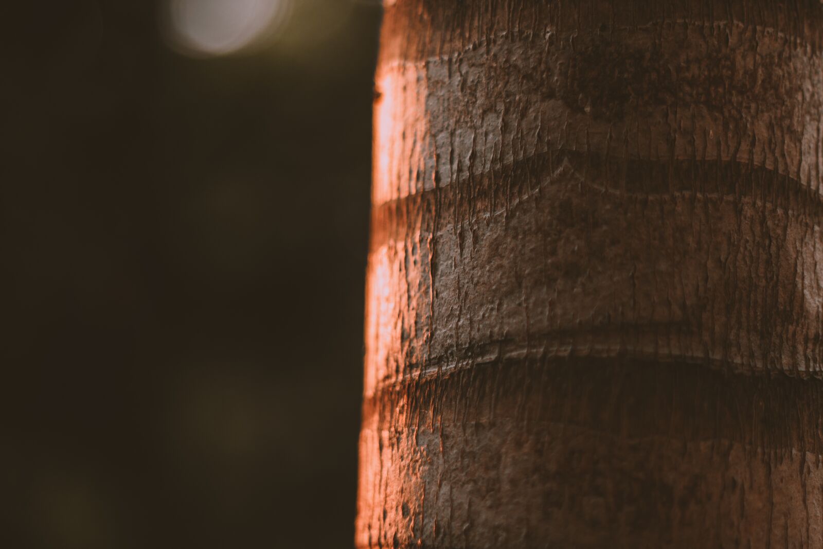 Canon EOS 700D (EOS Rebel T5i / EOS Kiss X7i) + Canon EF 50mm F1.8 STM sample photo. Early, the trunk, nature photography