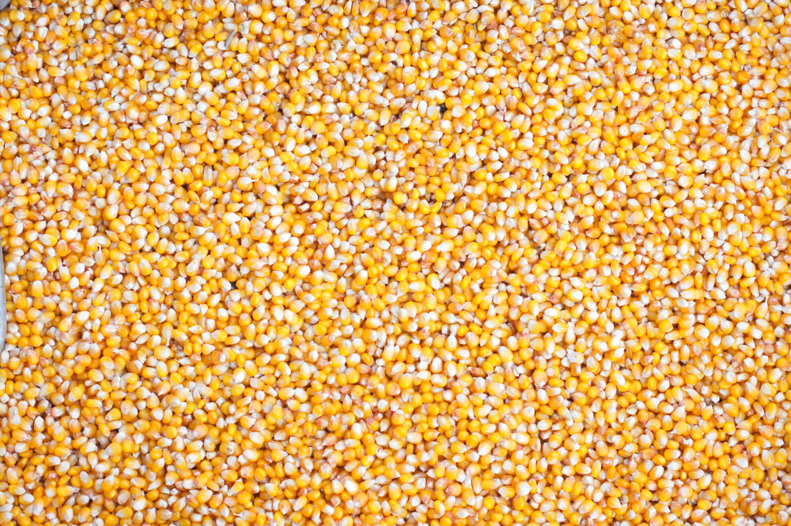 Sony SLT-A35 sample photo. Background, corn, seeds photography