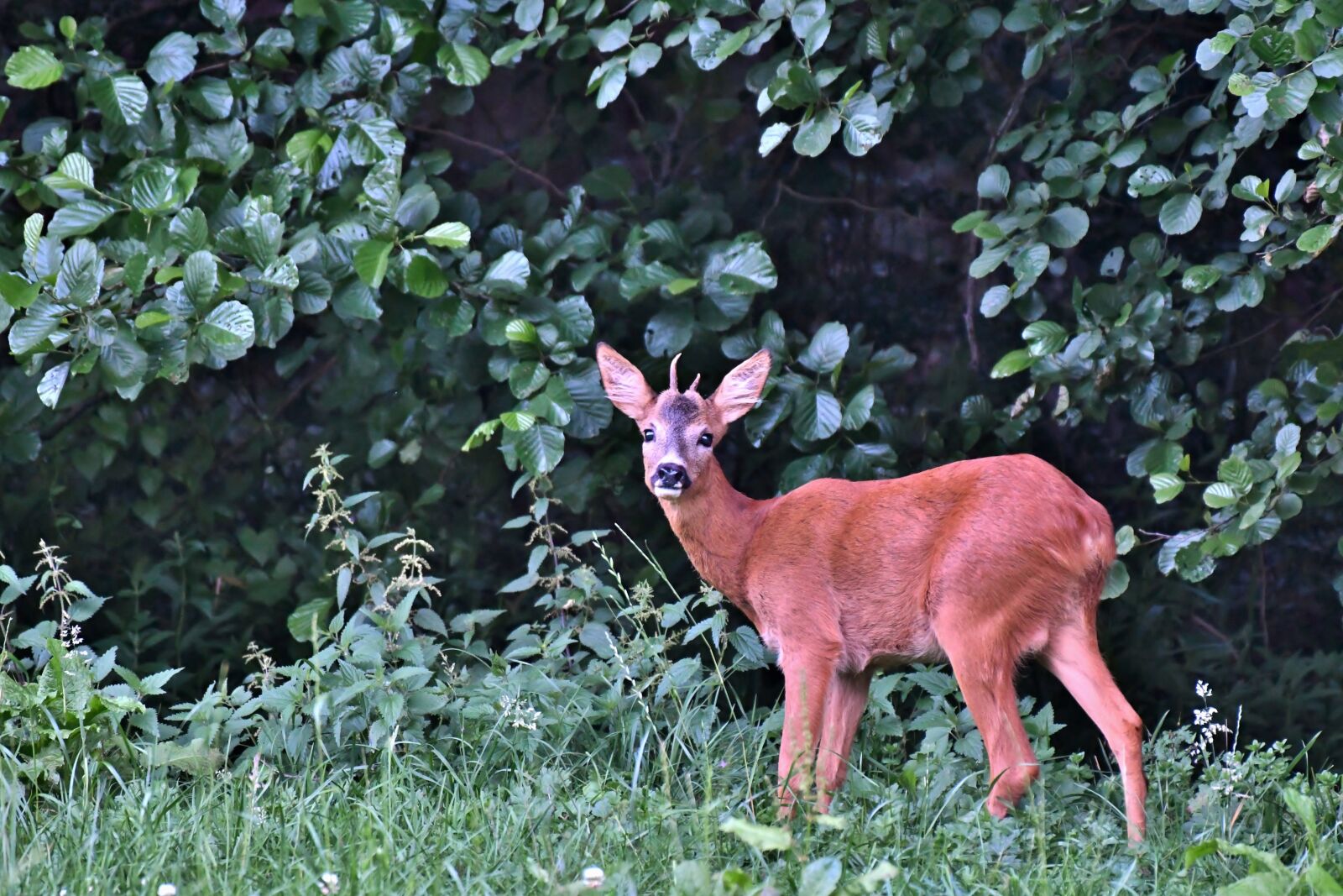 Nikon D500 sample photo. Reebok, ree, wild photography