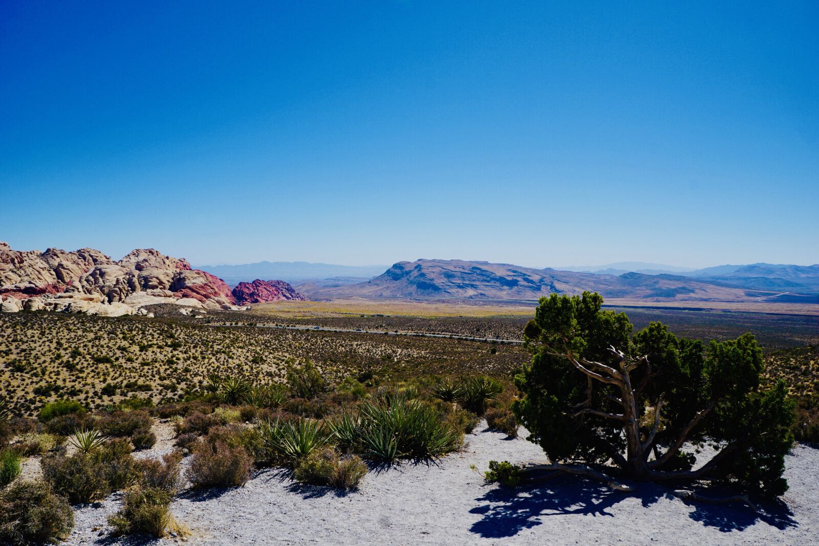 Sony a6000 + Sony E 18-55mm F3.5-5.6 OSS sample photo. Desert, cacti, desert land photography