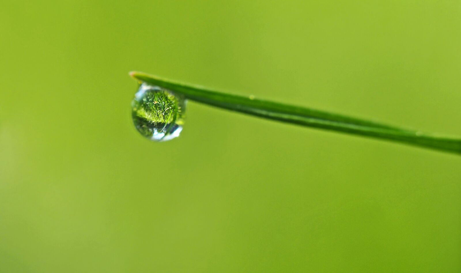 Olympus M.Zuiko Digital ED 60mm F2.8 Macro sample photo. Mirror in a drop photography