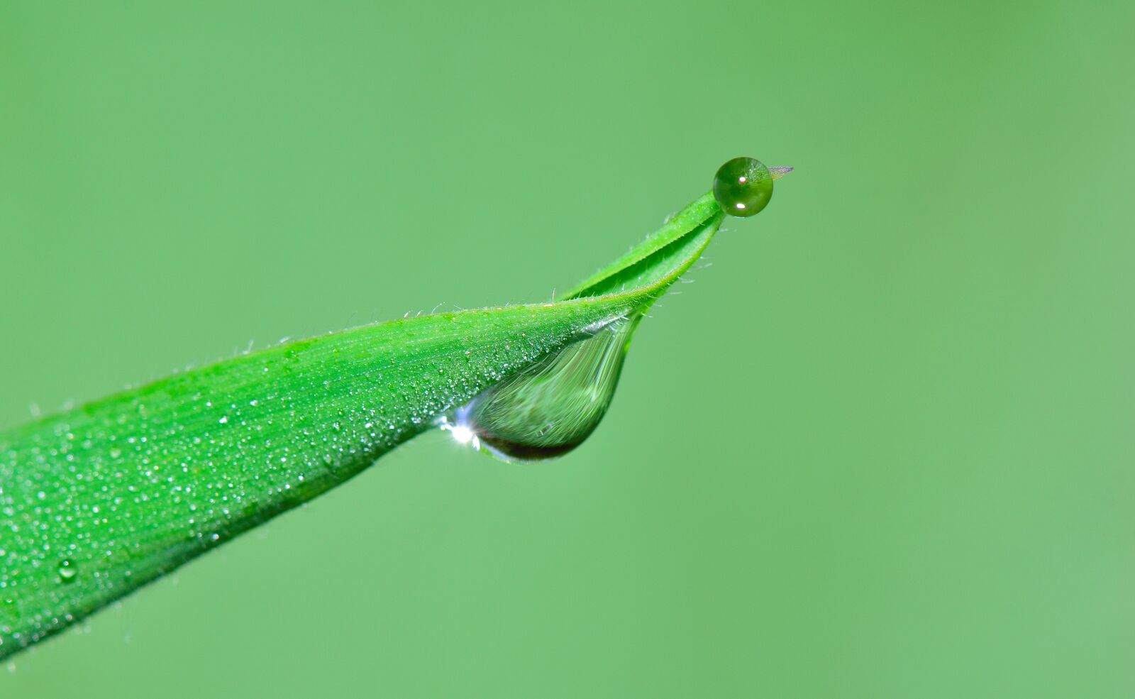 Nikon D5300 sample photo. Nature, drop, plants photography