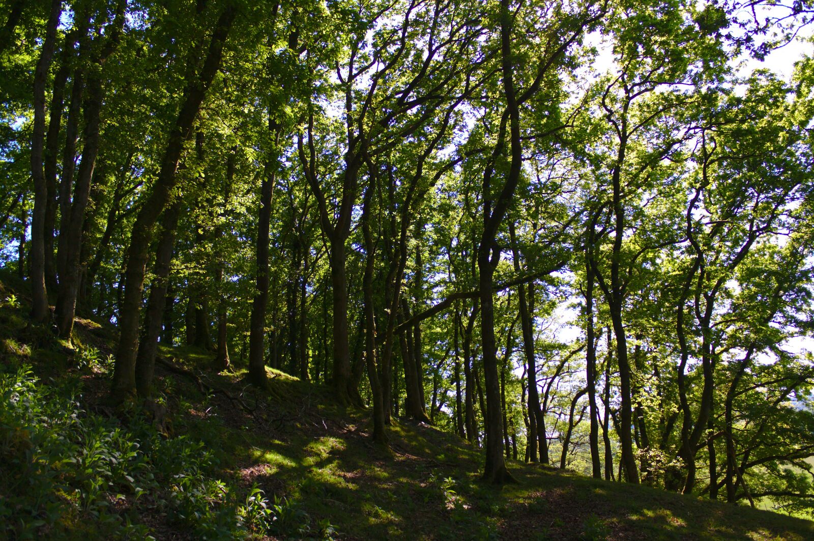 Canon EOS 50D sample photo. Woodland, green, trees photography