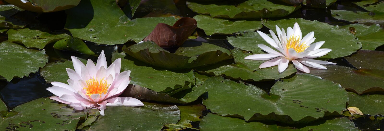 Nikon D7100 sample photo. Water lily, aquatic plant photography
