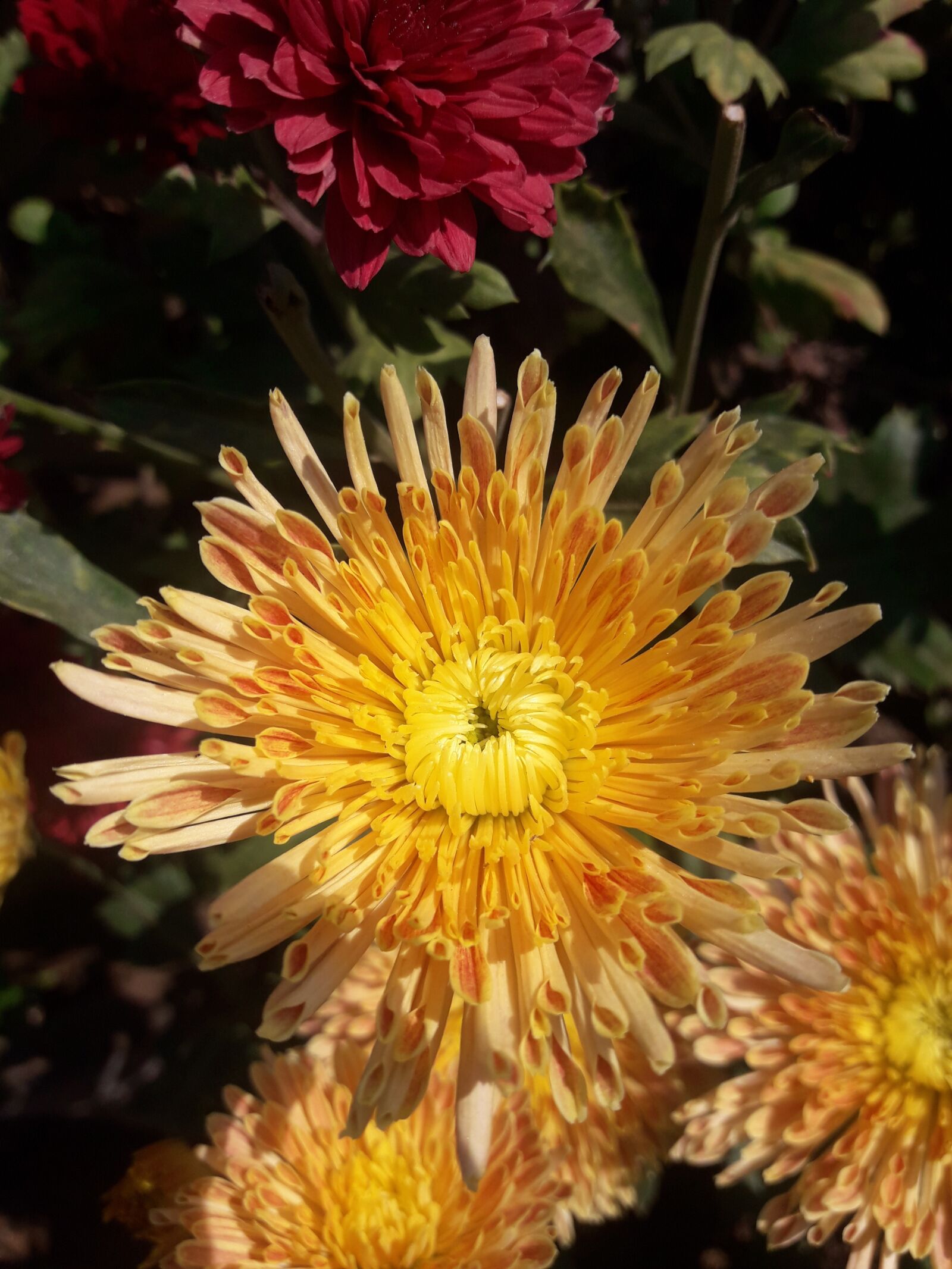 Samsung Galaxy J7 Neo sample photo. Flower, bloosm, yello photography