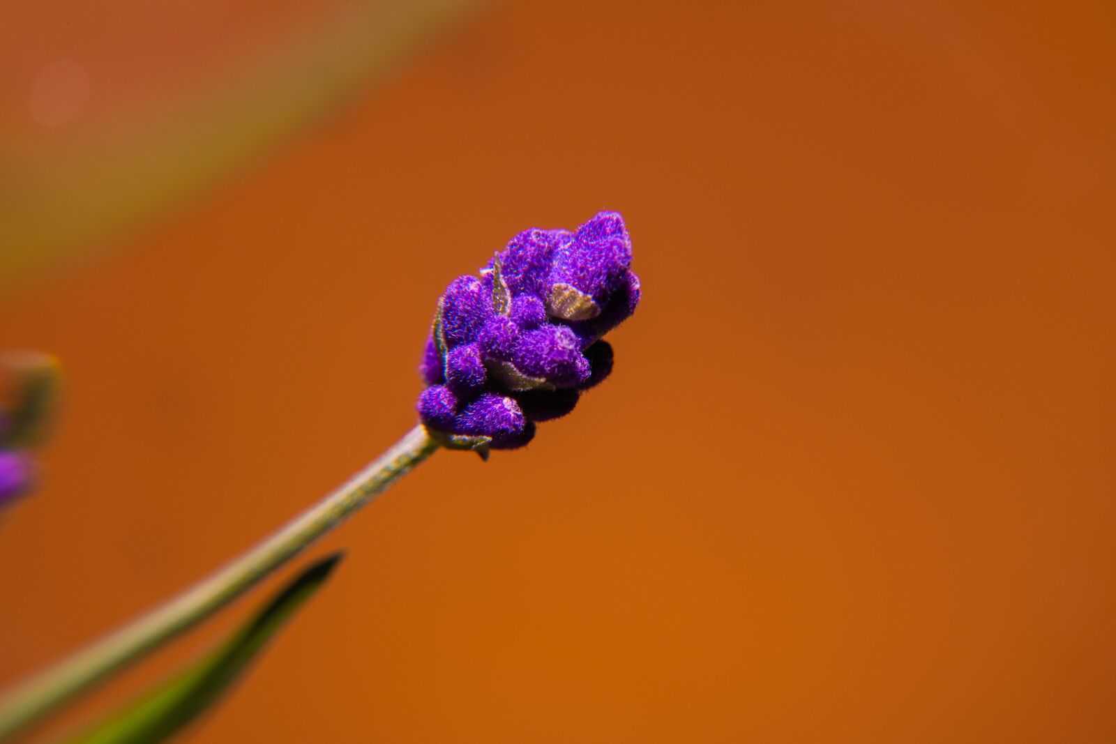 Nikon D850 sample photo. Spring, pollen, yellow photography