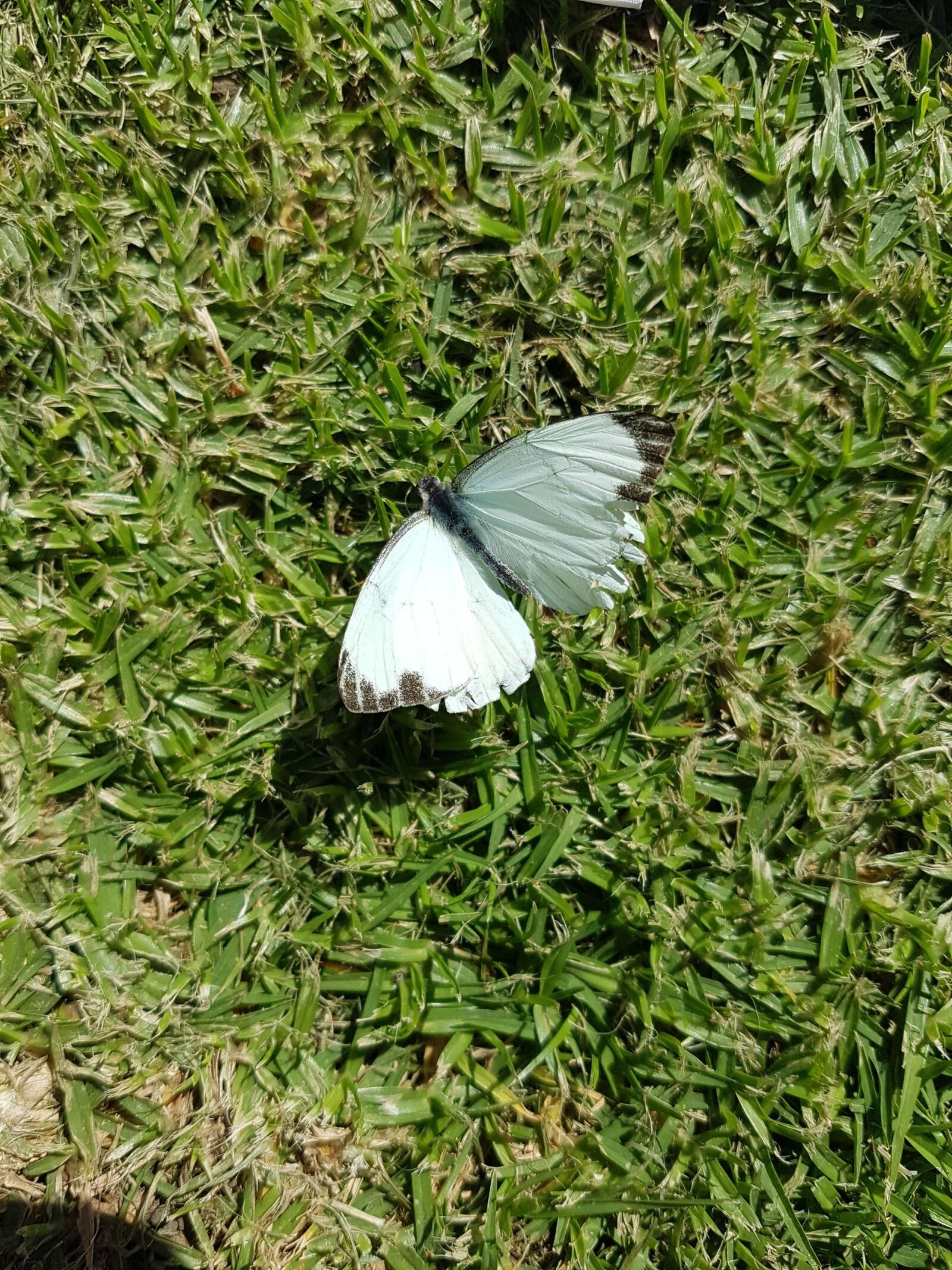 Samsung Galaxy S7 sample photo. Lawn, butterfly, nature photography