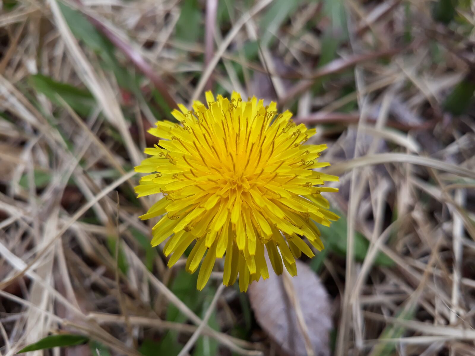 Samsung Galaxy On7(2016) sample photo. Nature, plants, outdoors photography