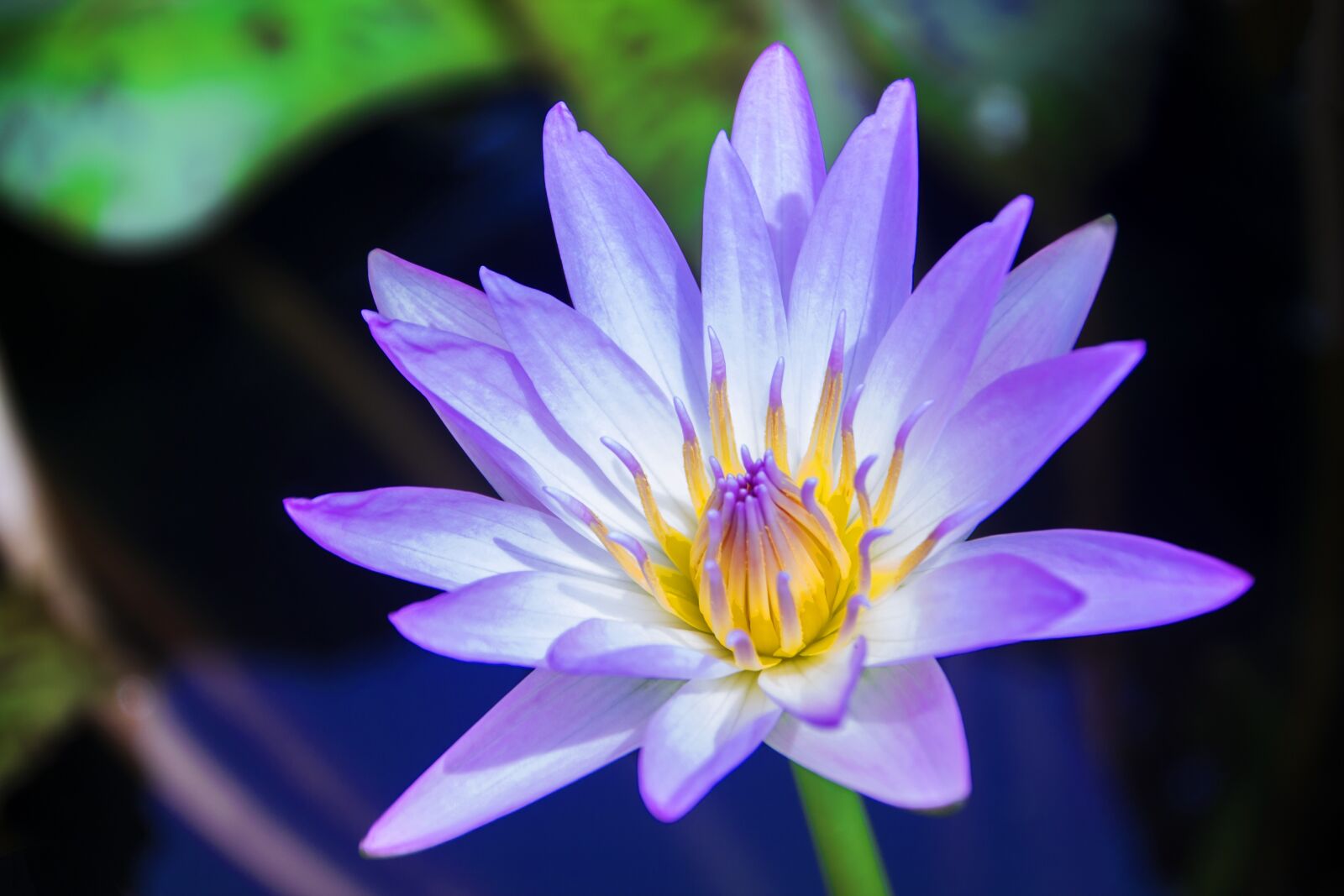 Canon EOS 1100D (EOS Rebel T3 / EOS Kiss X50) sample photo. Lotus, water lily, bud photography