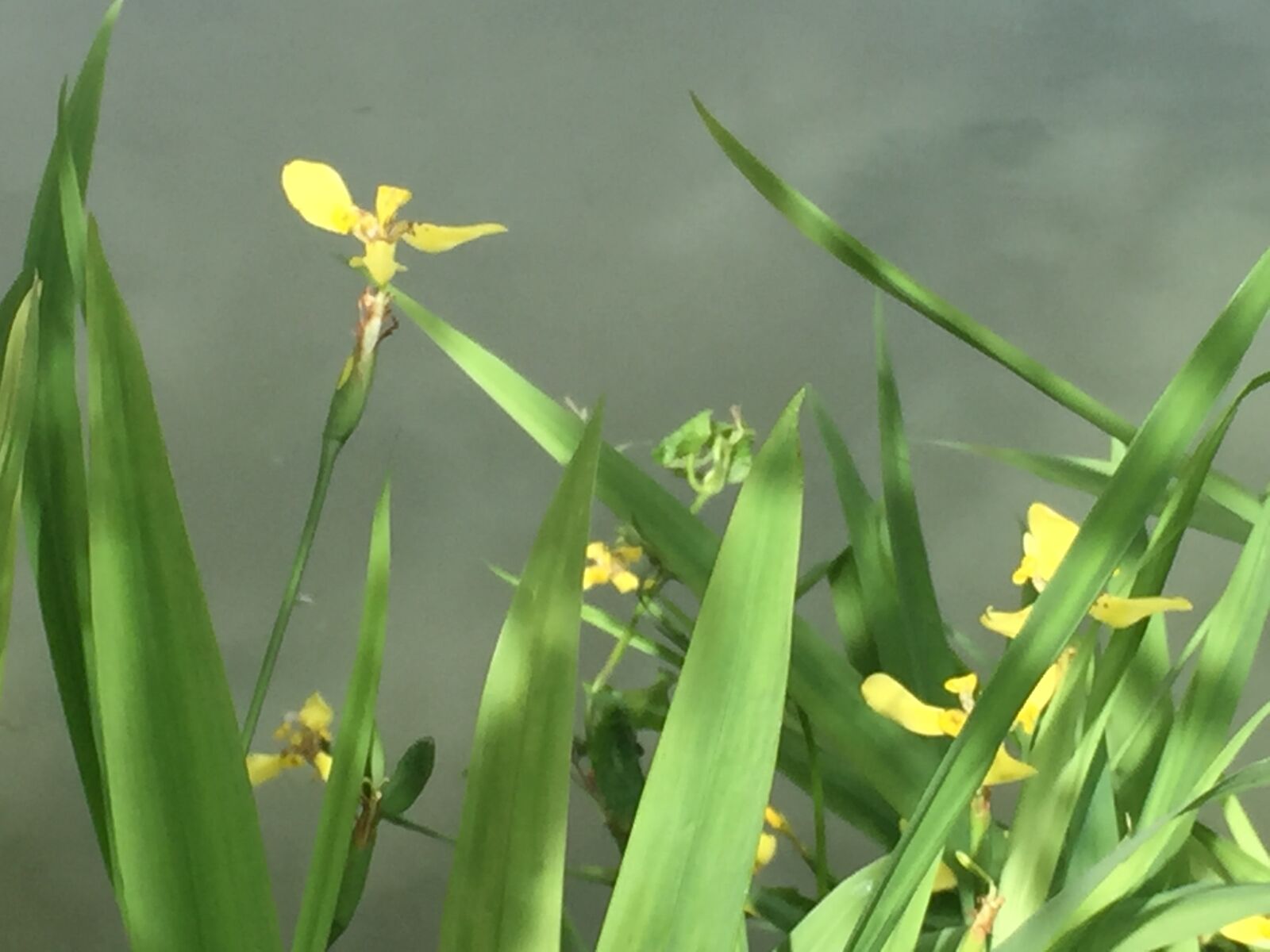 iPhone 6 Plus back camera 4.15mm f/2.2 sample photo. Fly, with, the, wind photography
