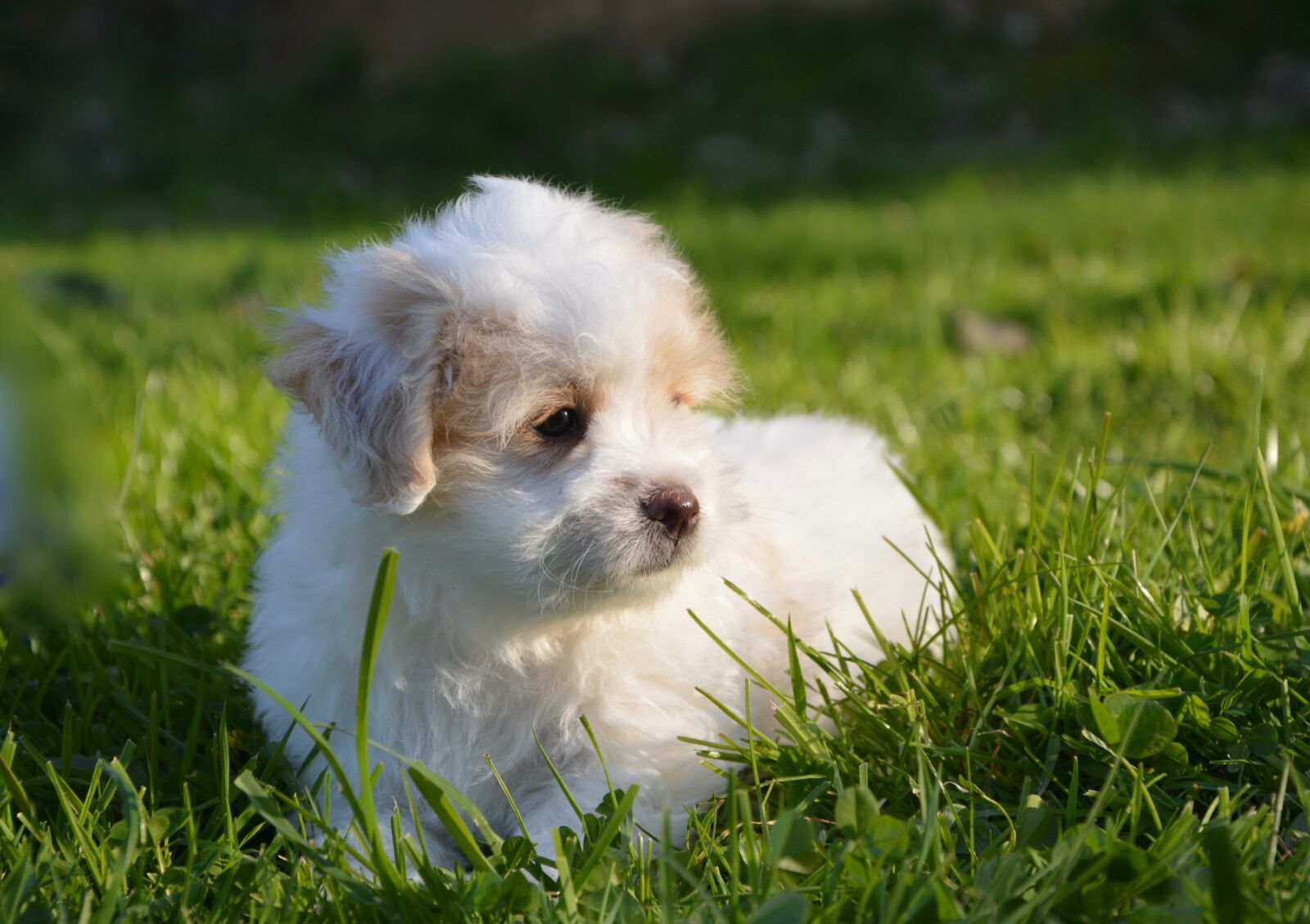 Nikon D5200 sample photo. Dog, puppy, cotton tulear photography