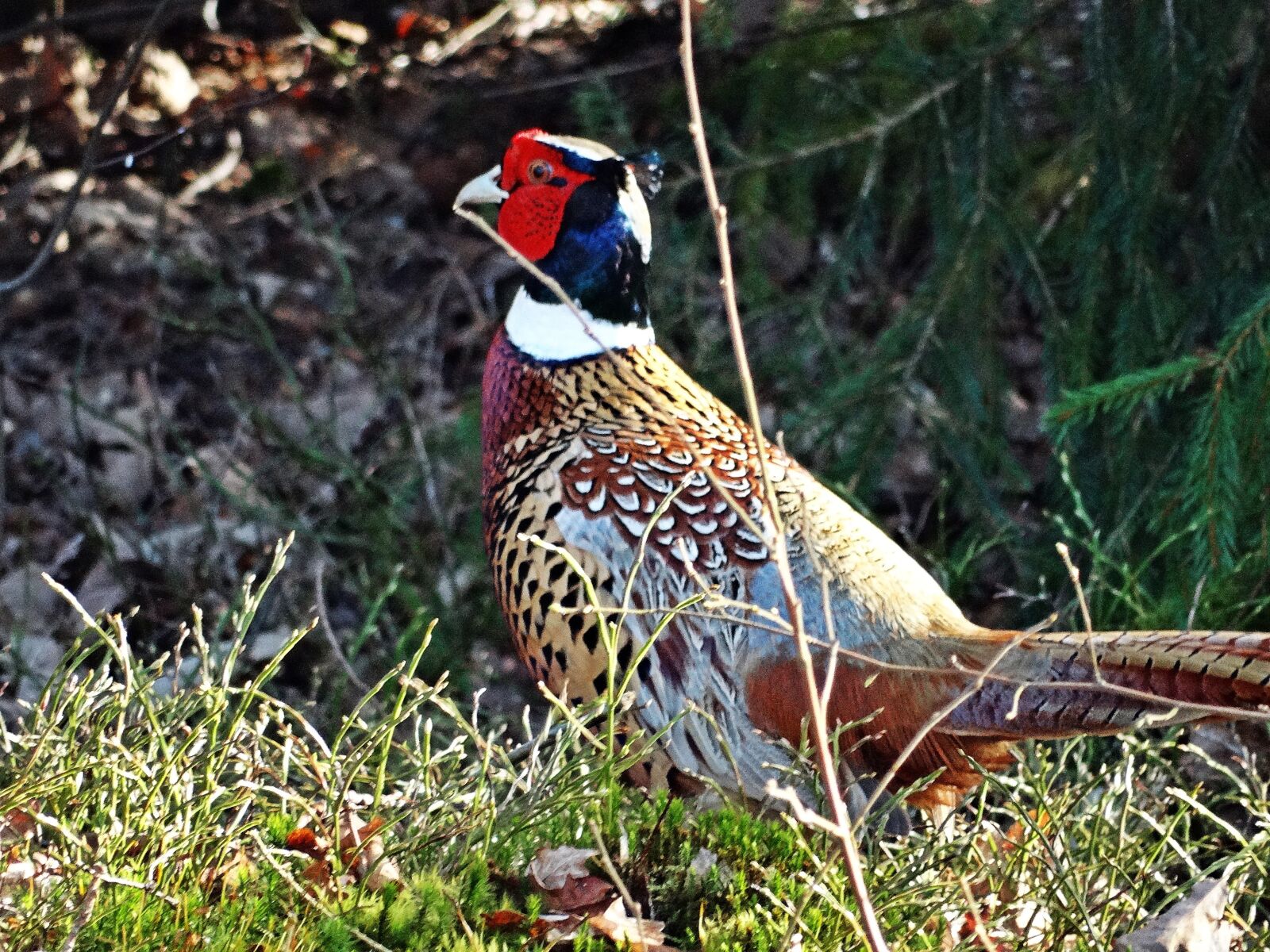 Sony Cyber-shot DSC-HX300 sample photo. Pheasant, fasantupp, fäggrann photography