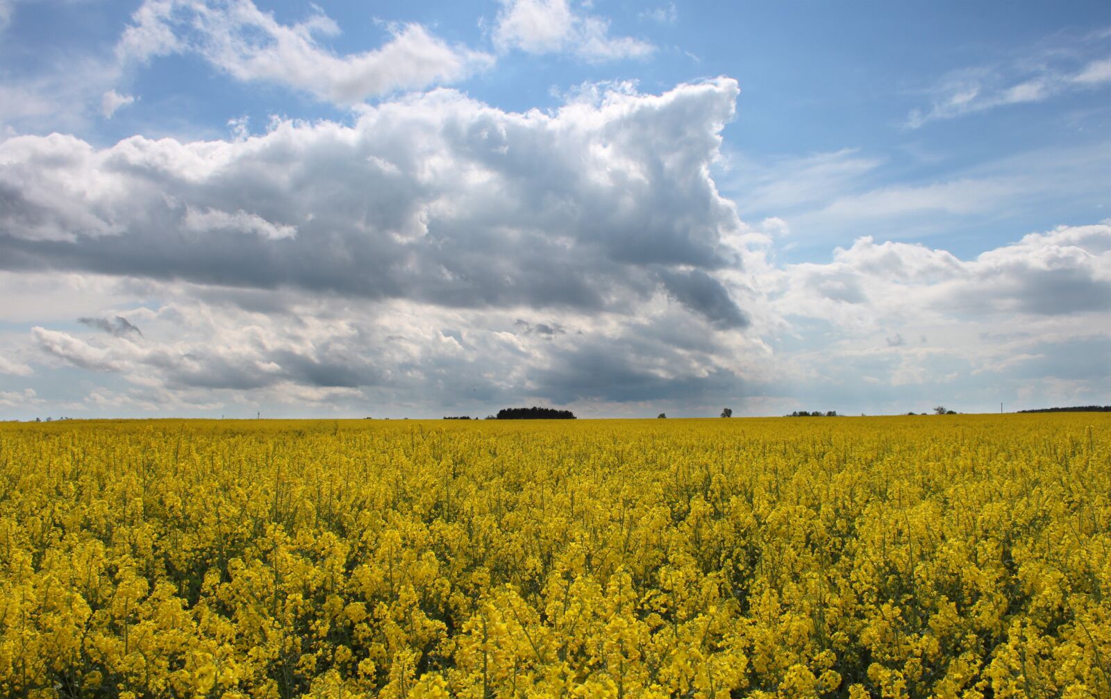 Canon EOS 500D (EOS Rebel T1i / EOS Kiss X3) sample photo. Rapeseed, spring, yellow photography