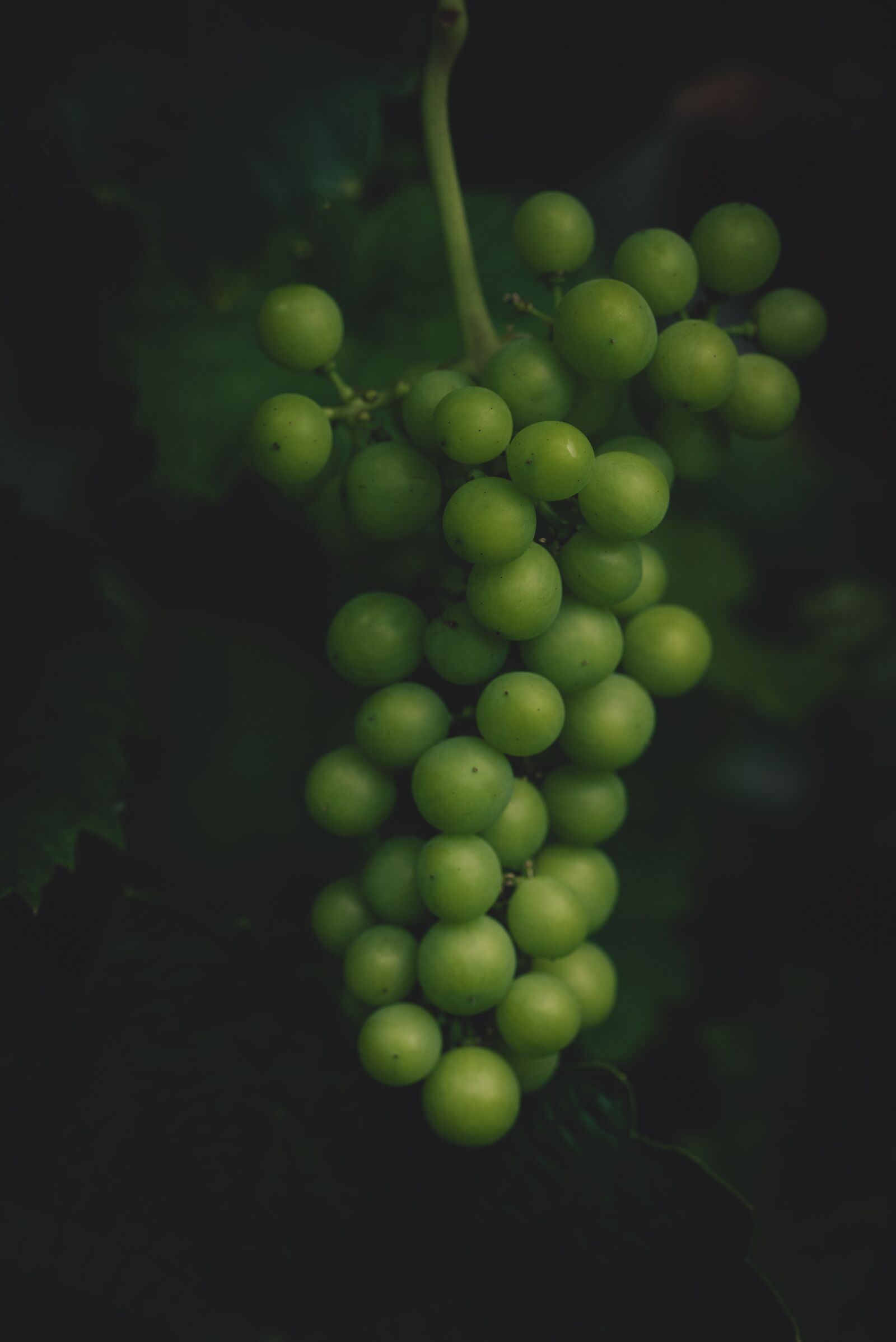 Nikon D750 sample photo. Grapes, green, garden photography