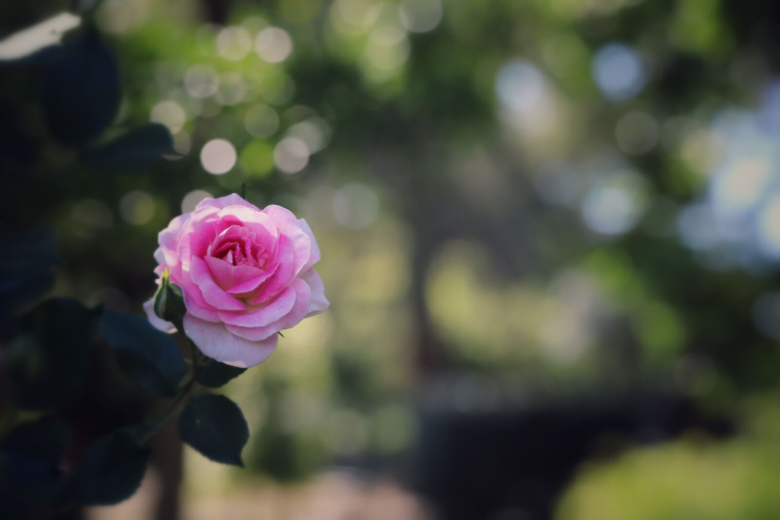 Canon EF 100mm F2.8L Macro IS USM sample photo. Rose, macro, flower photography