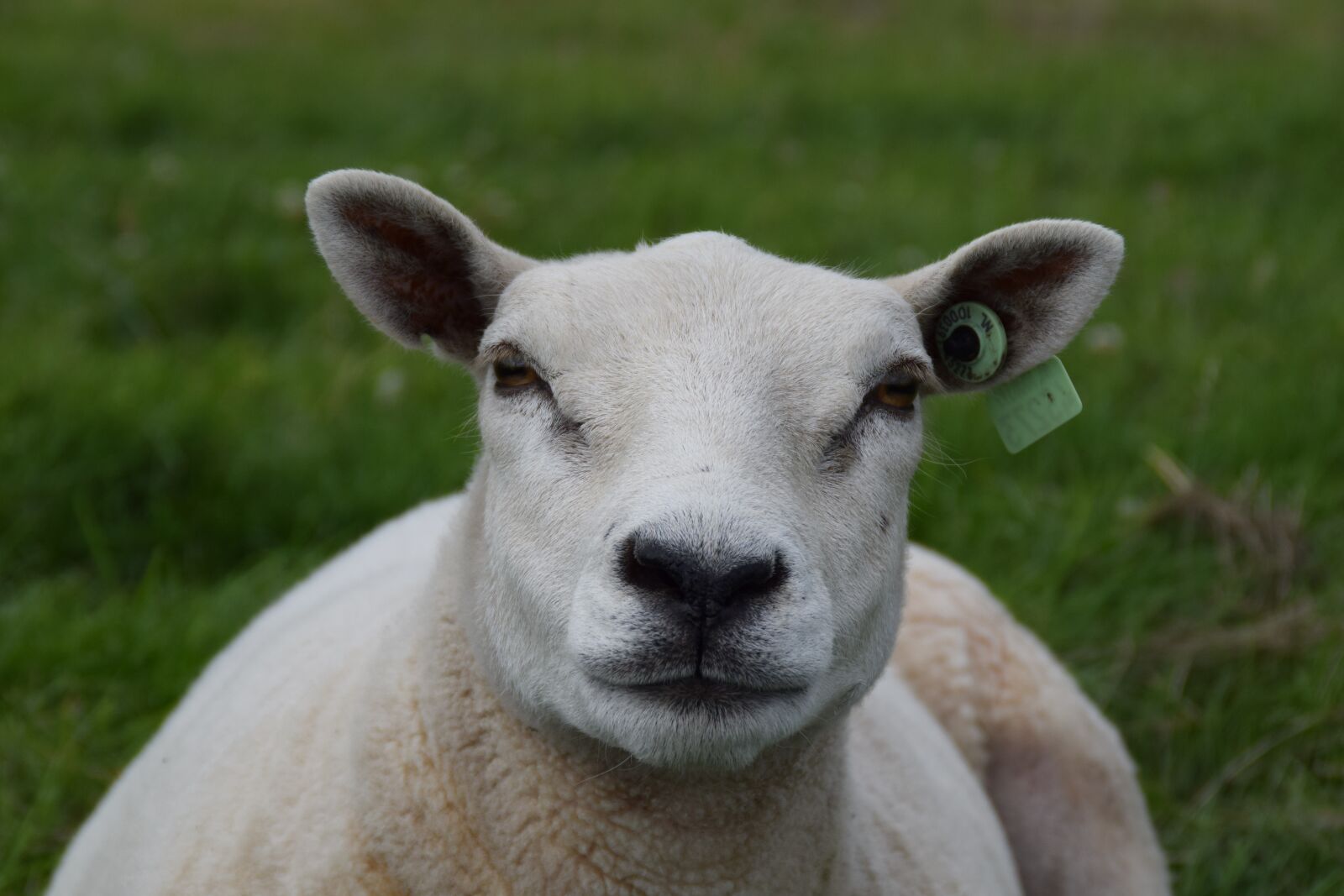 Nikon D3300 sample photo. White, sheep, wool photography