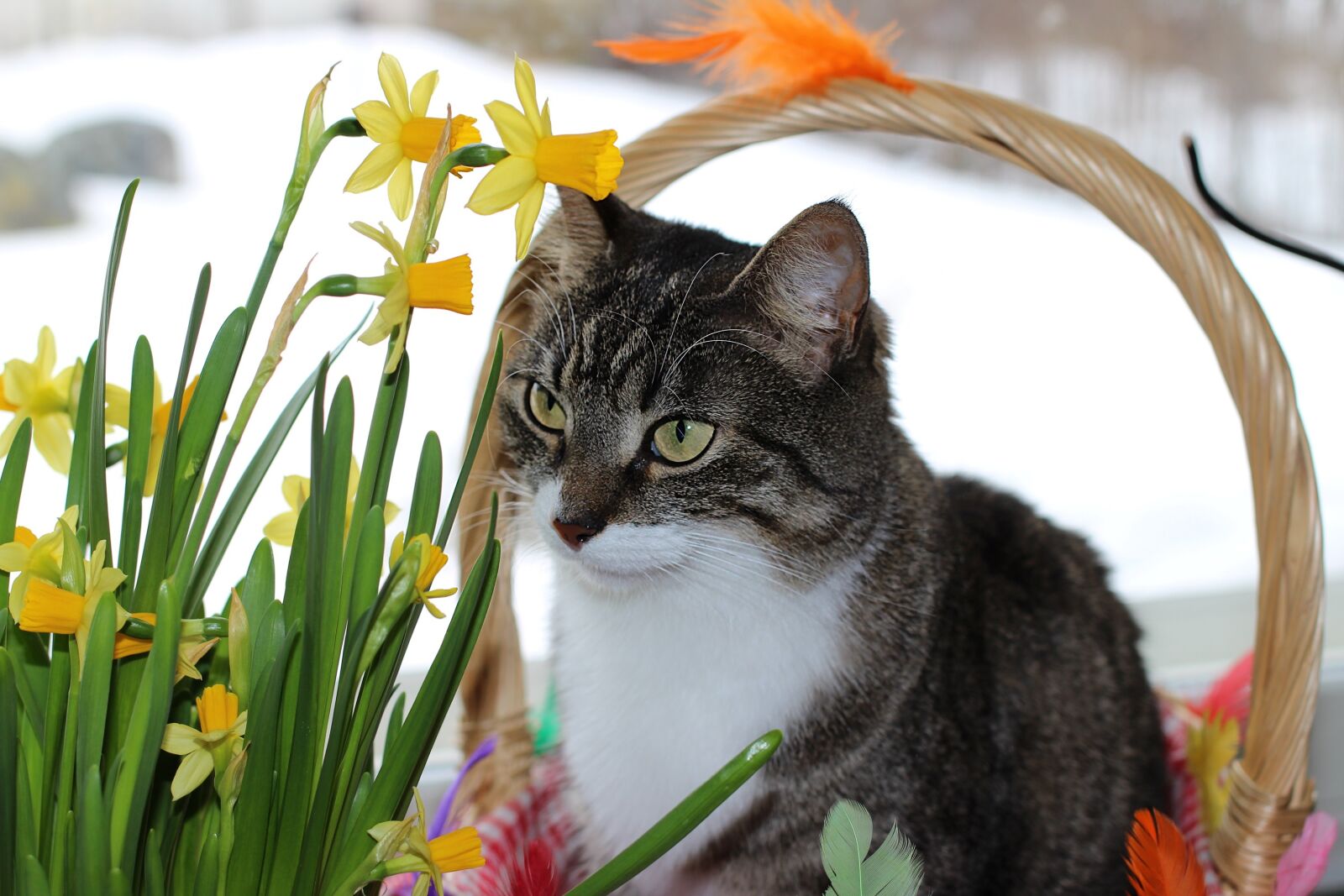 Canon EOS 700D (EOS Rebel T5i / EOS Kiss X7i) sample photo. Cat, portrait, domestic photography