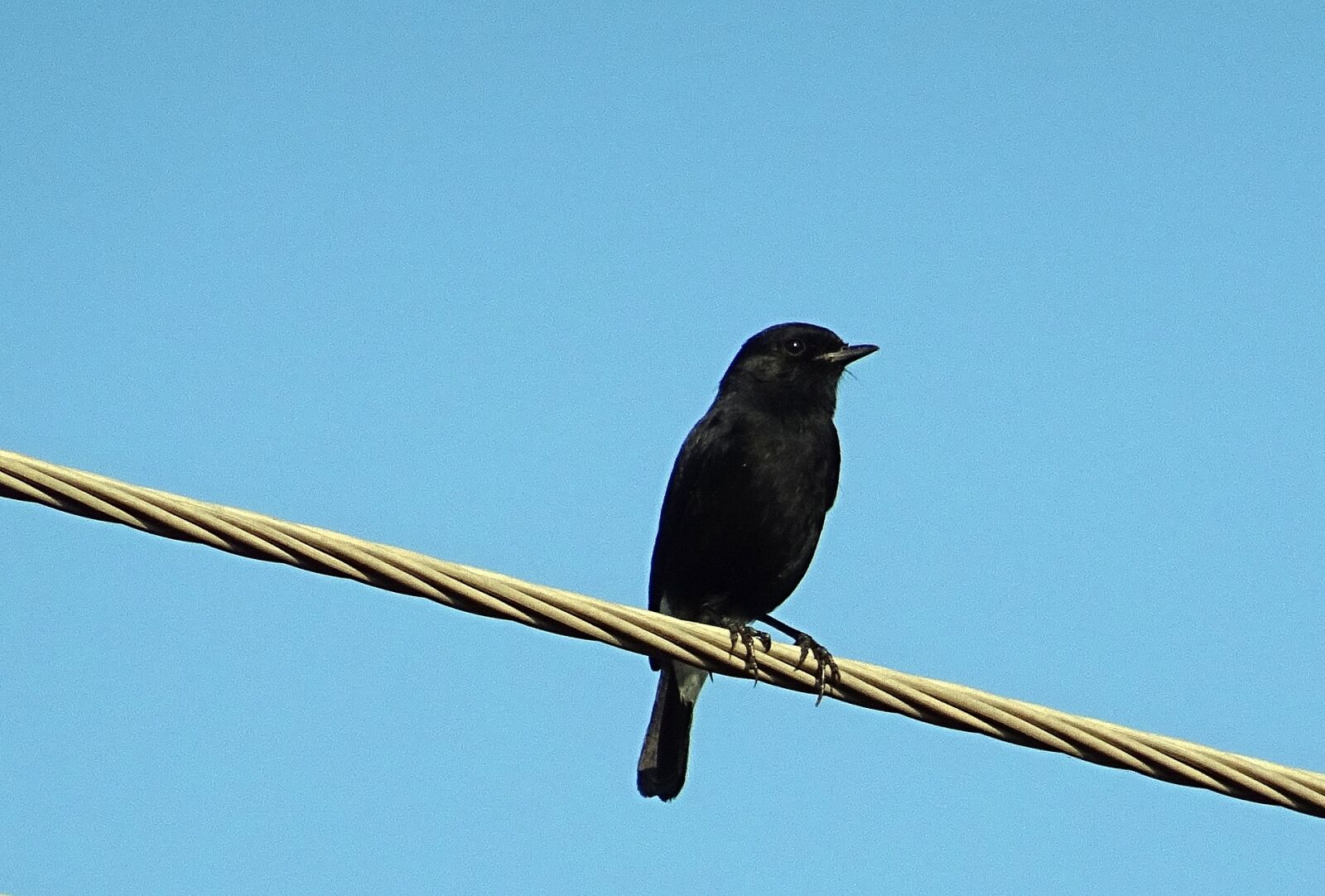 Sony DSC-HX60V sample photo. Bird, pied bush chat photography