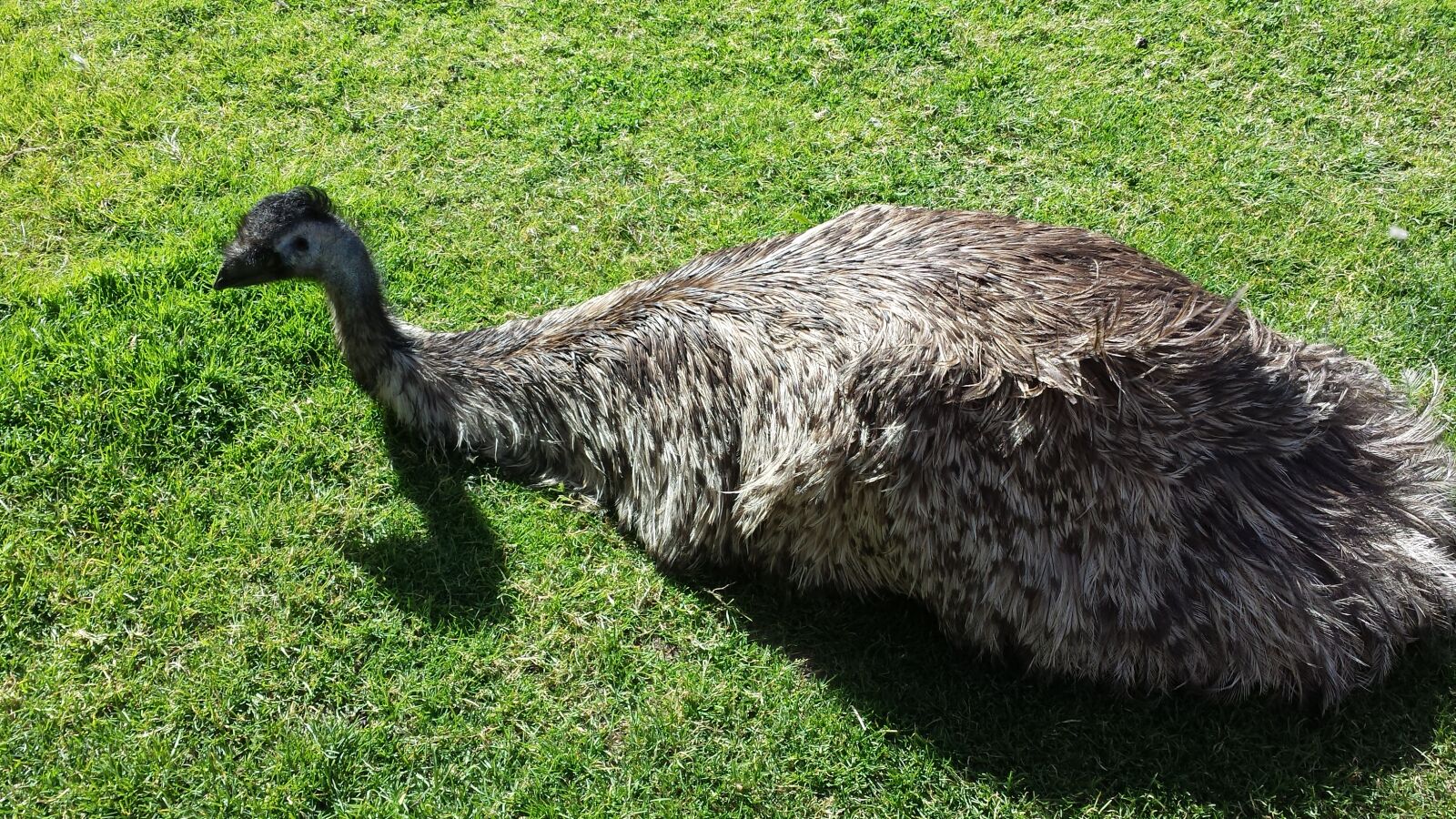 Samsung Galaxy S4 sample photo. Bird, emu, farm, animal photography