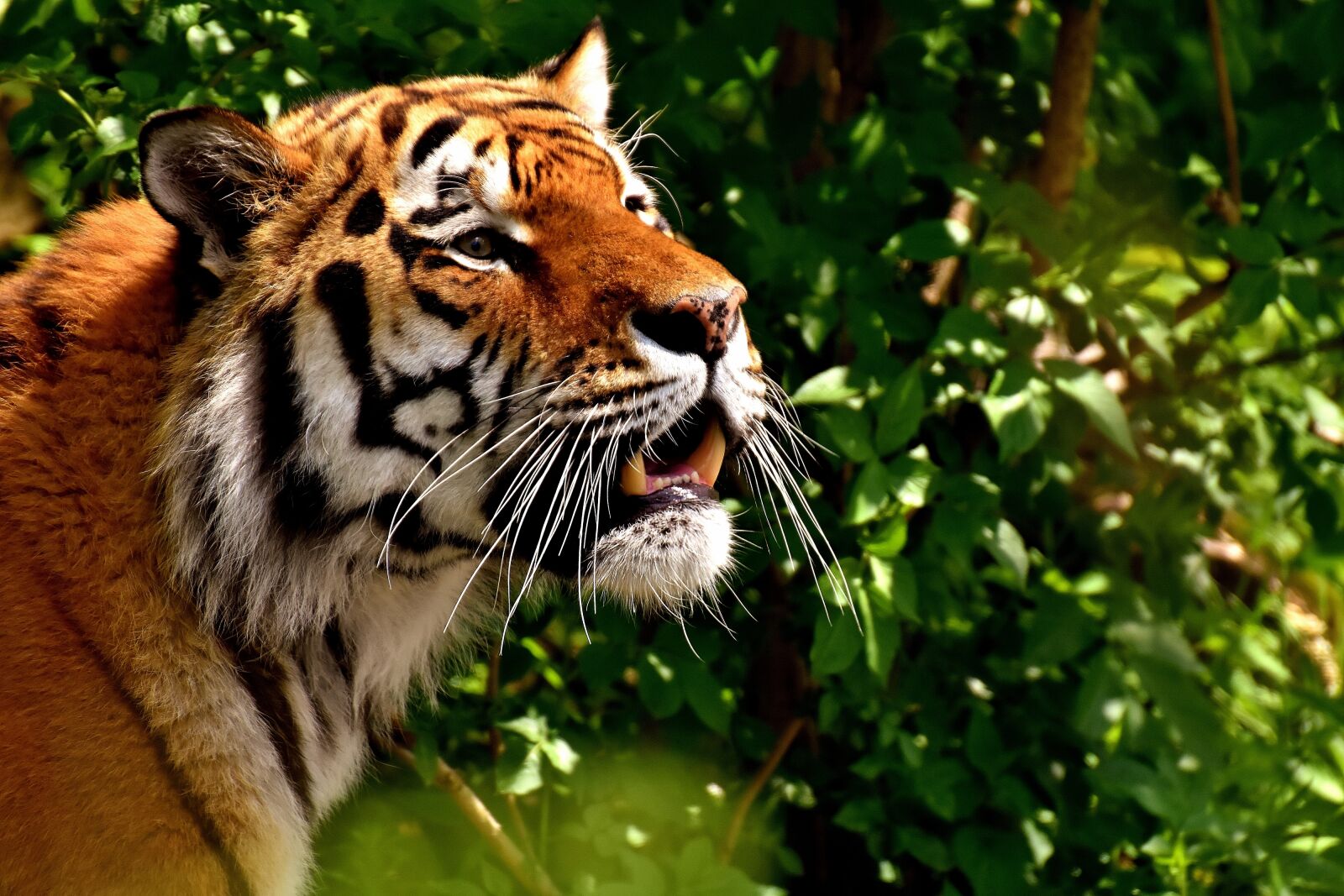 Nikon D7200 sample photo. Tiger, predator, fur photography